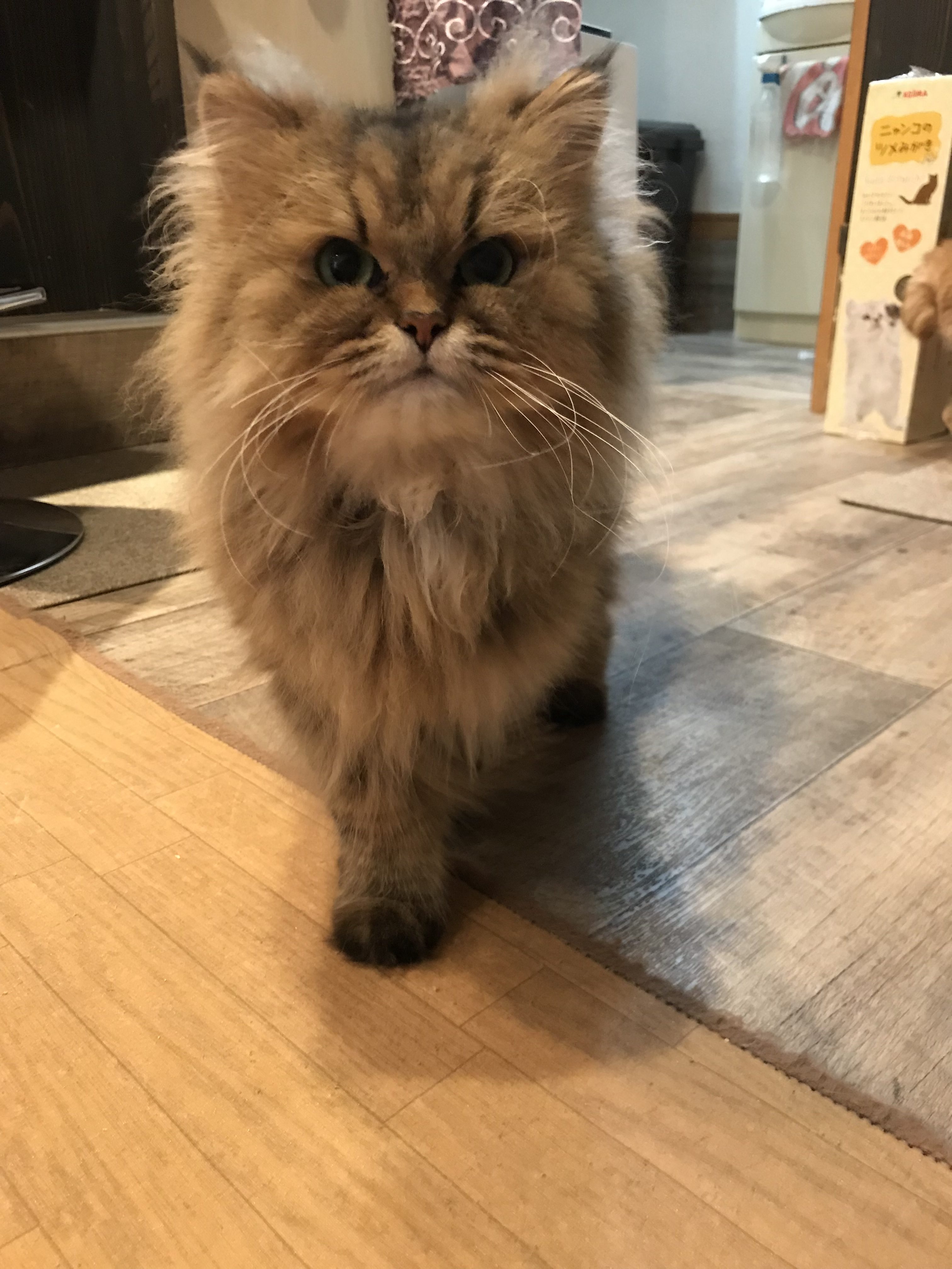 店長にとっての保護猫🐱