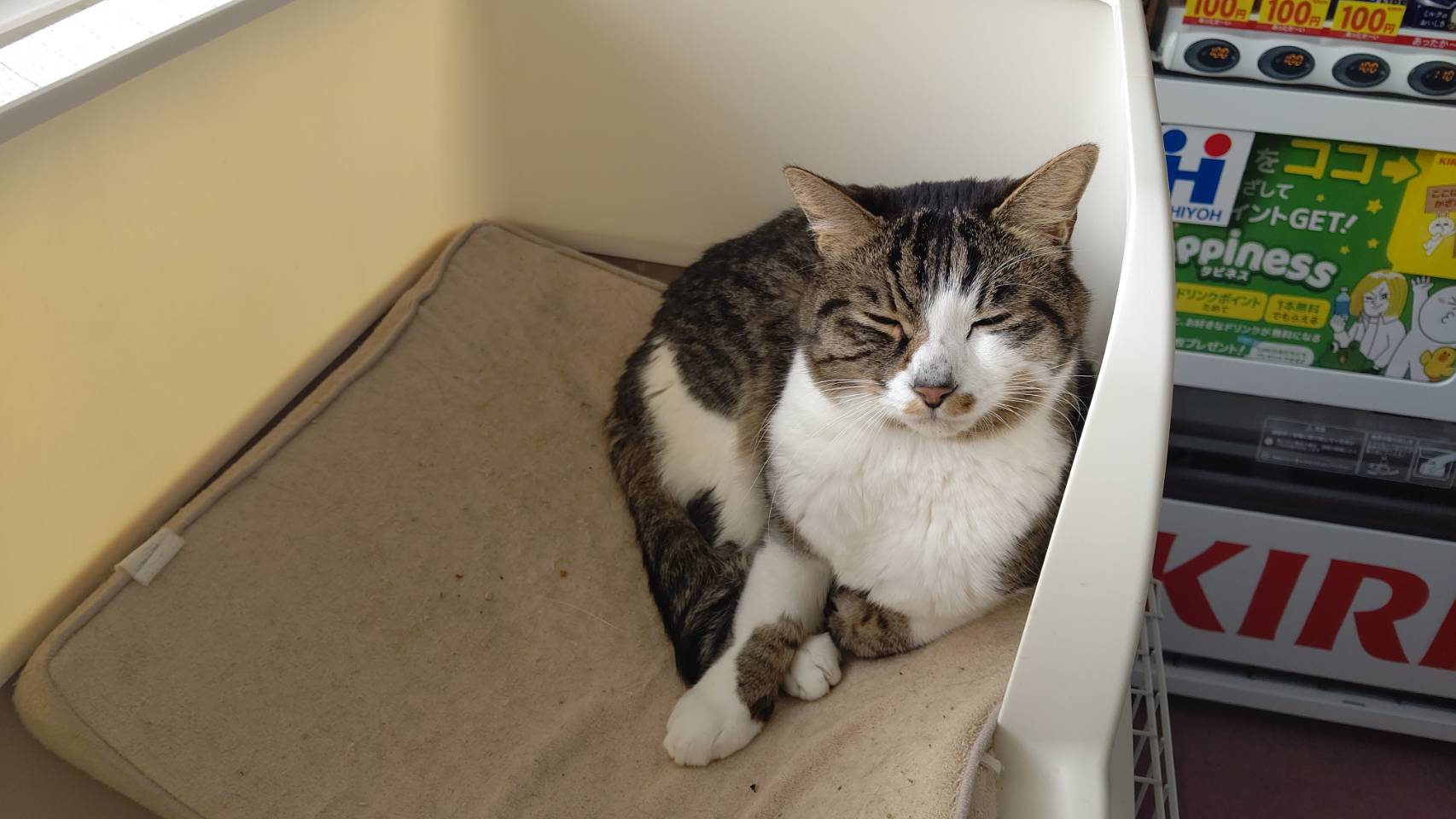 2月2日日曜日保護猫イベント開催🐱