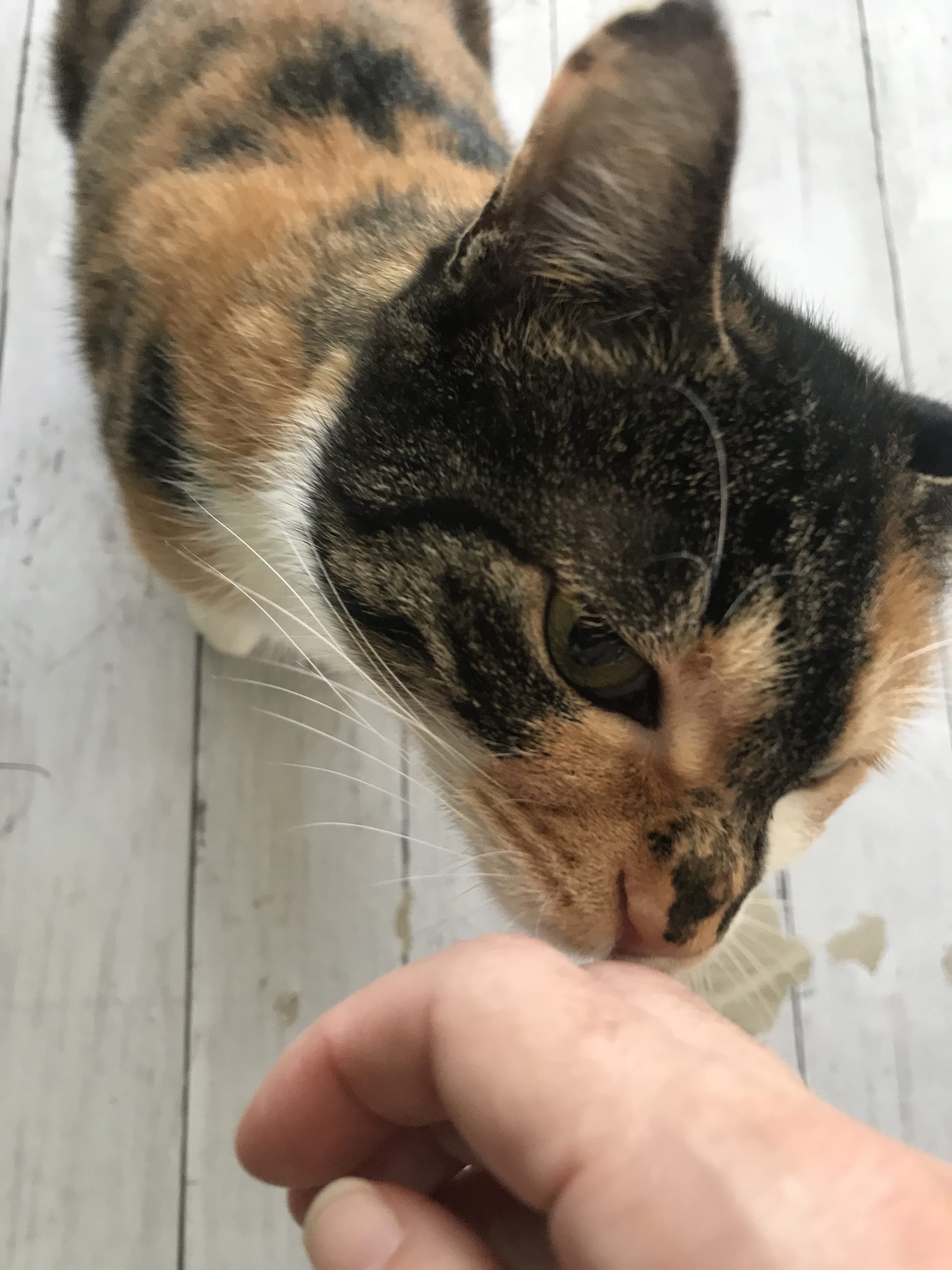【保護猫】可愛いだけじゃ生きてけないニャンpart3