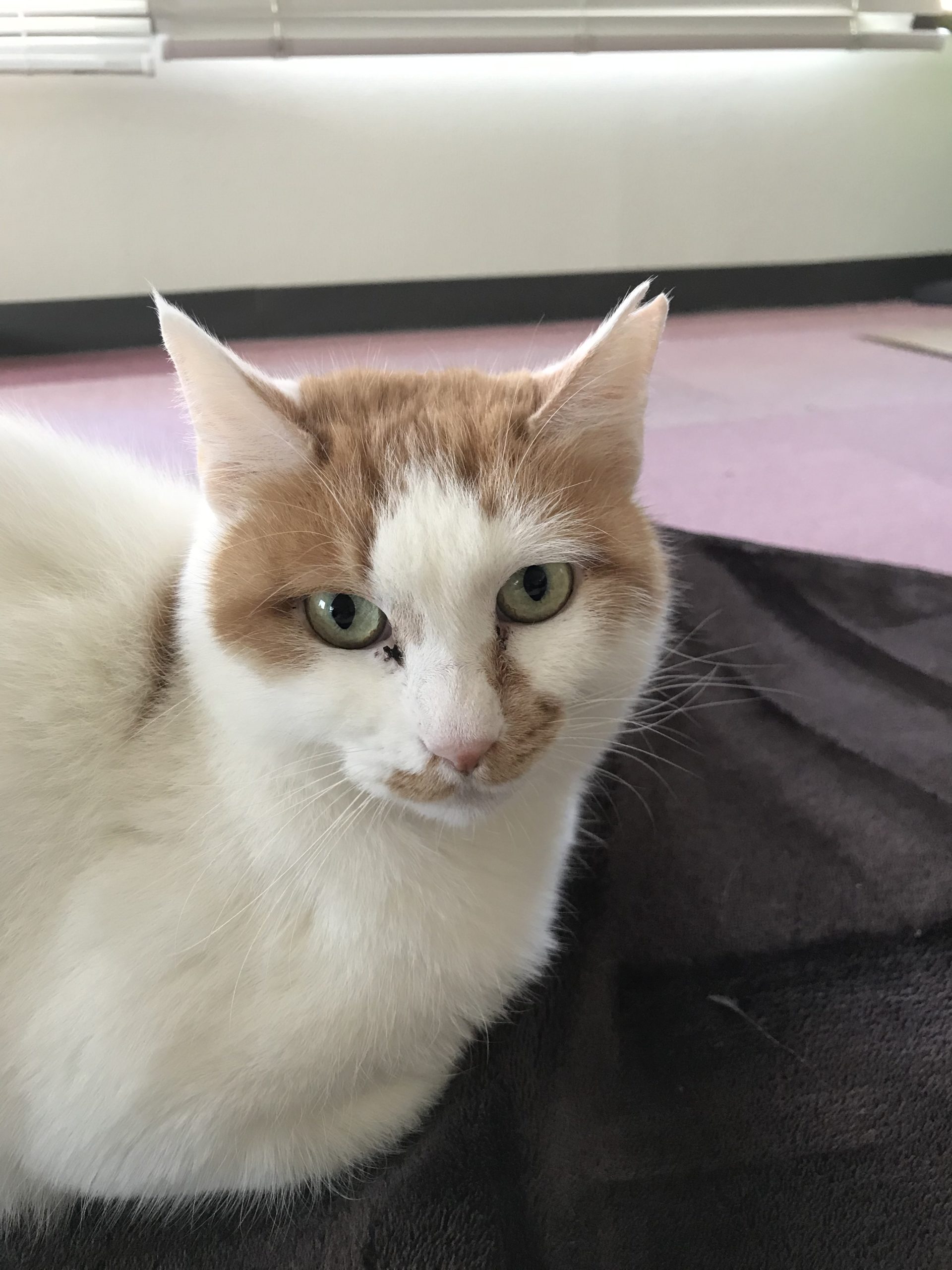 【保護猫】可愛いだけじゃ生きてけないニャンpart2