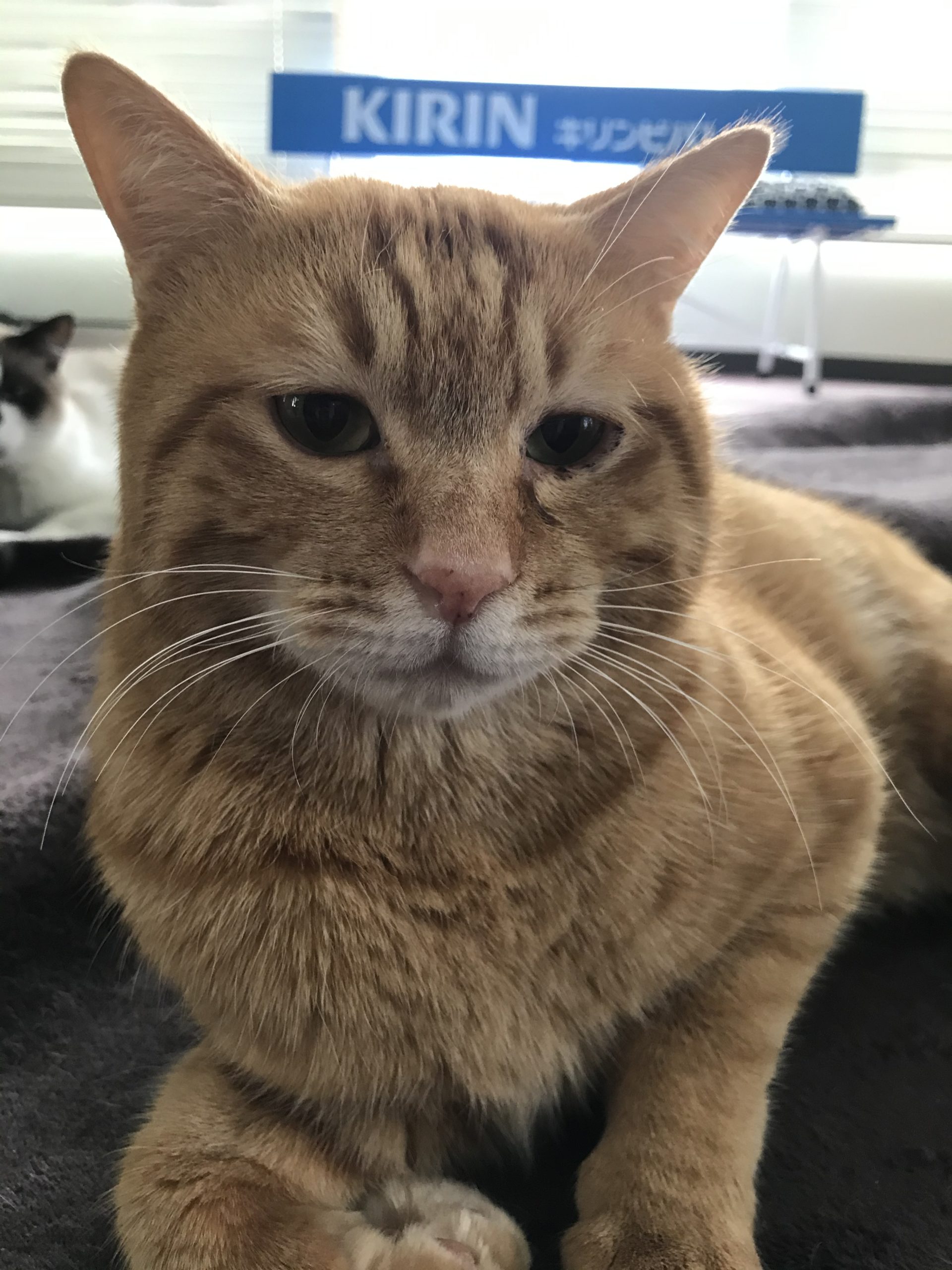 【保護猫】可愛いだけじゃ生きてけないニャンpart1