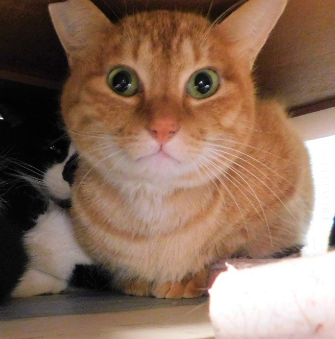 【保護猫】ちーたん♂【茶トラ】