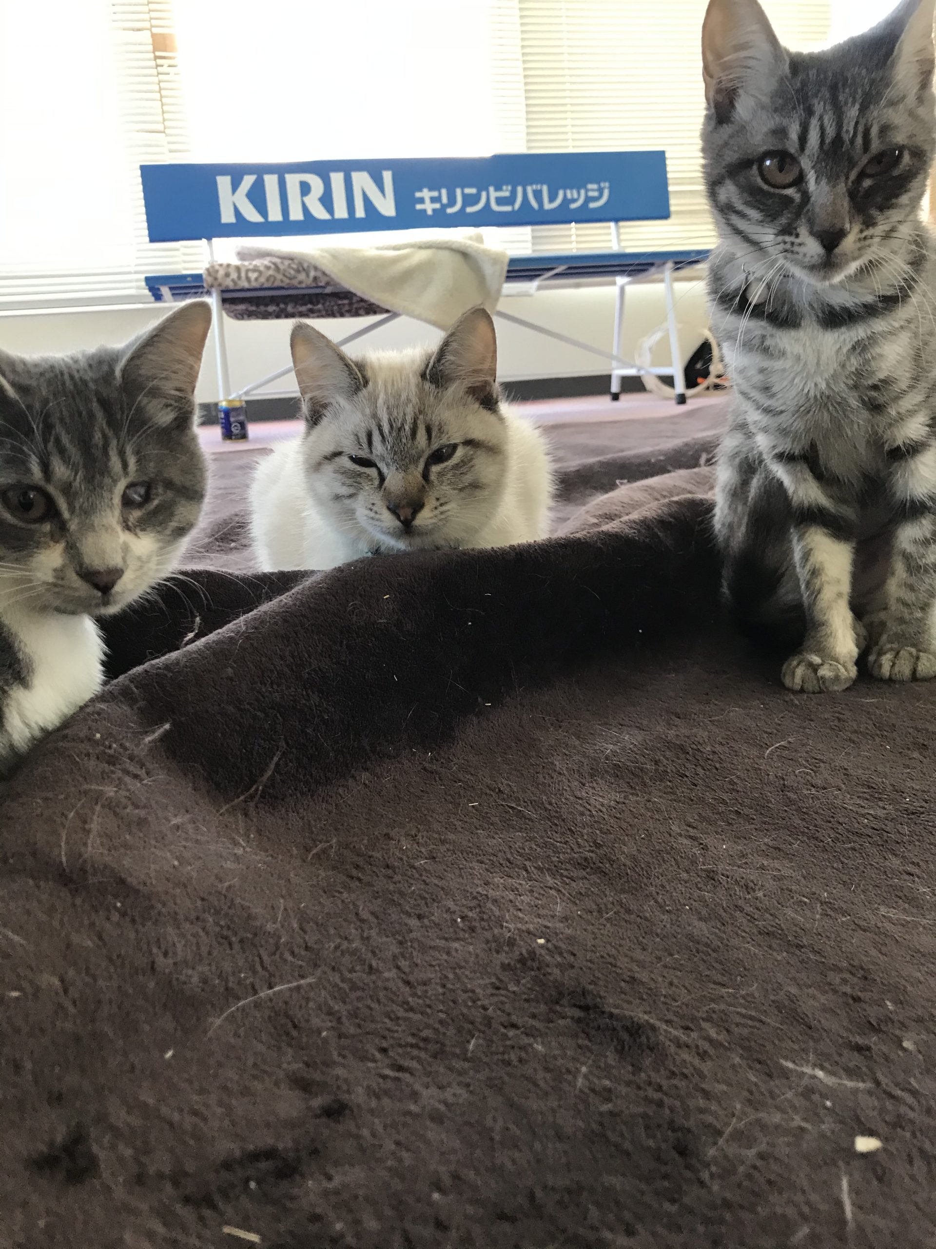 お知らせとお願いです