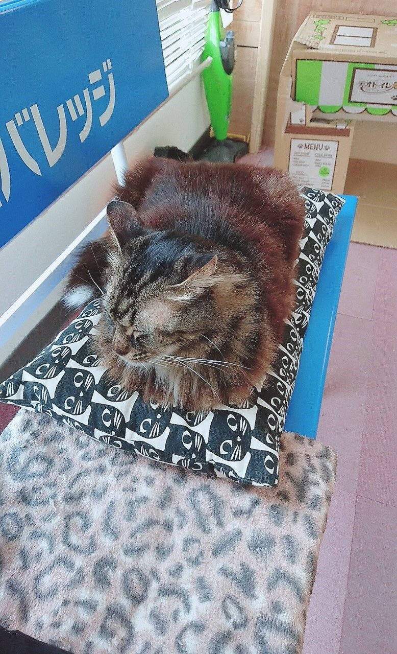 2月22日第三回保護猫イベント開催のご報告