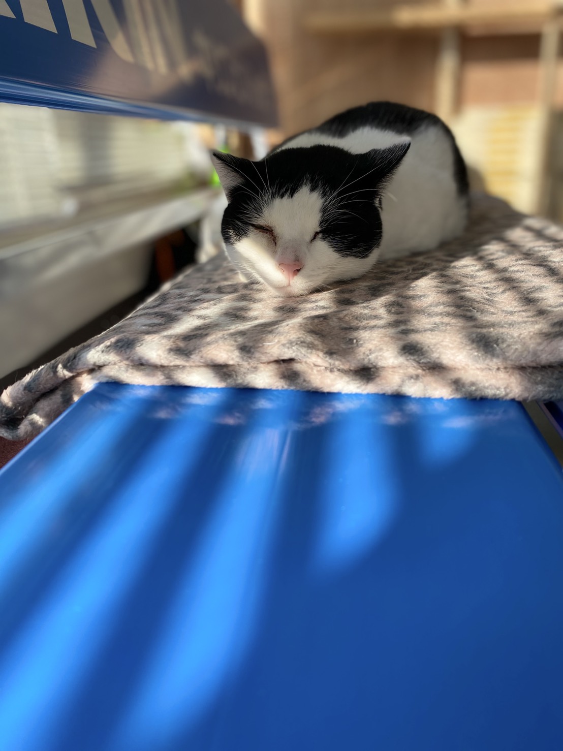 【保護猫】可愛いだけじゃ生きていけないニャンpart4