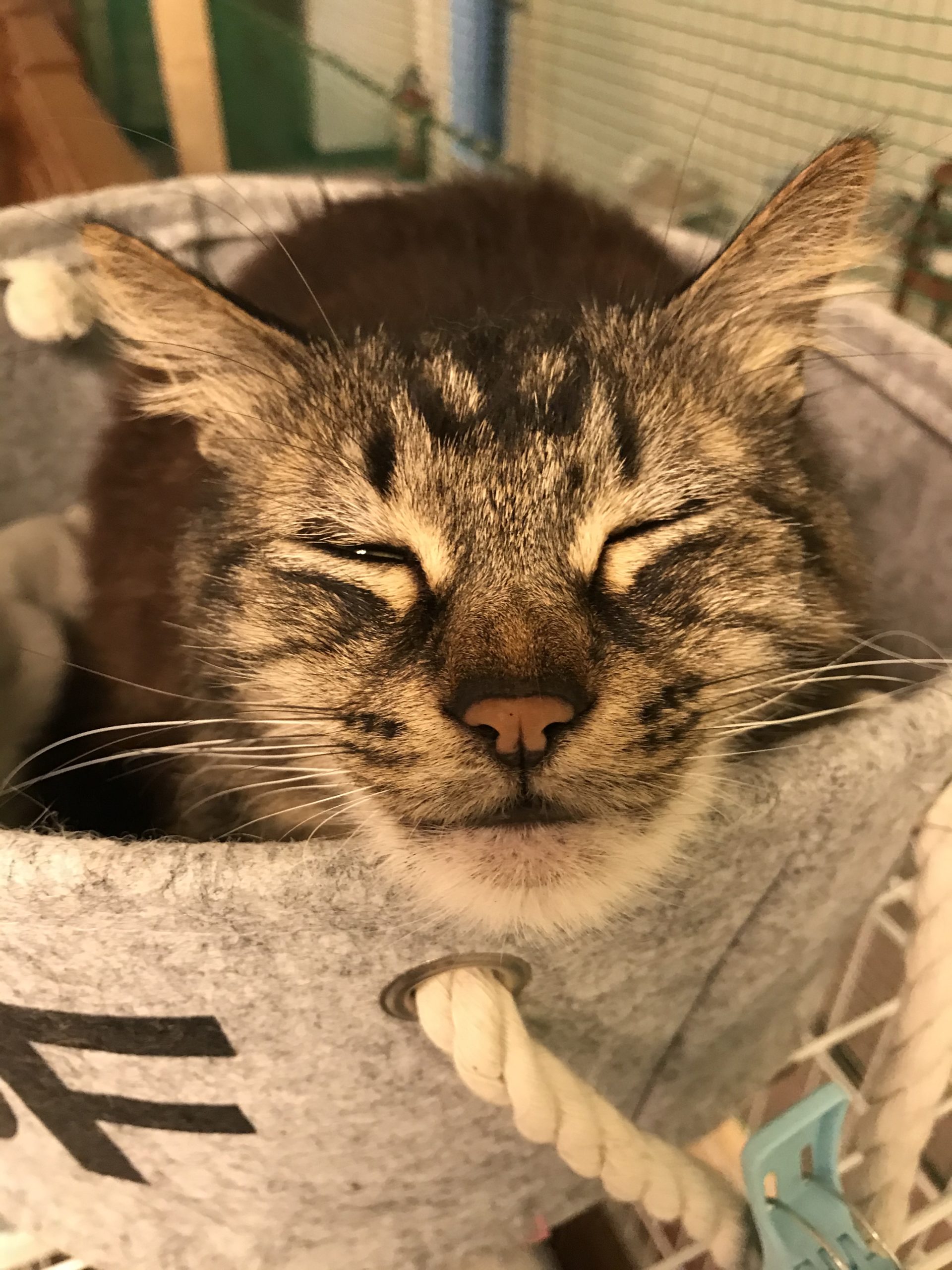 【保護猫】和風猫本舗【重要】