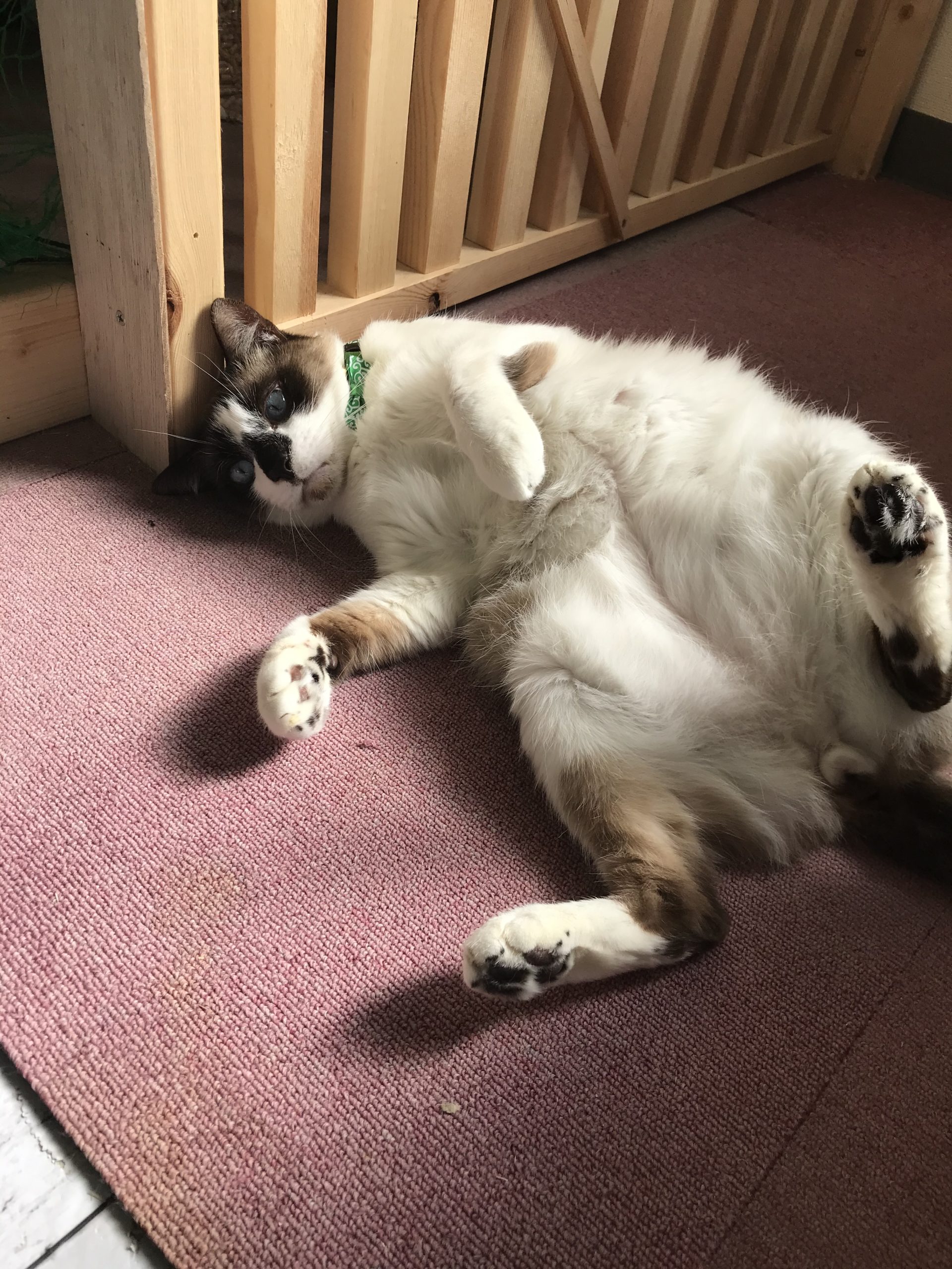 【保護猫】御礼