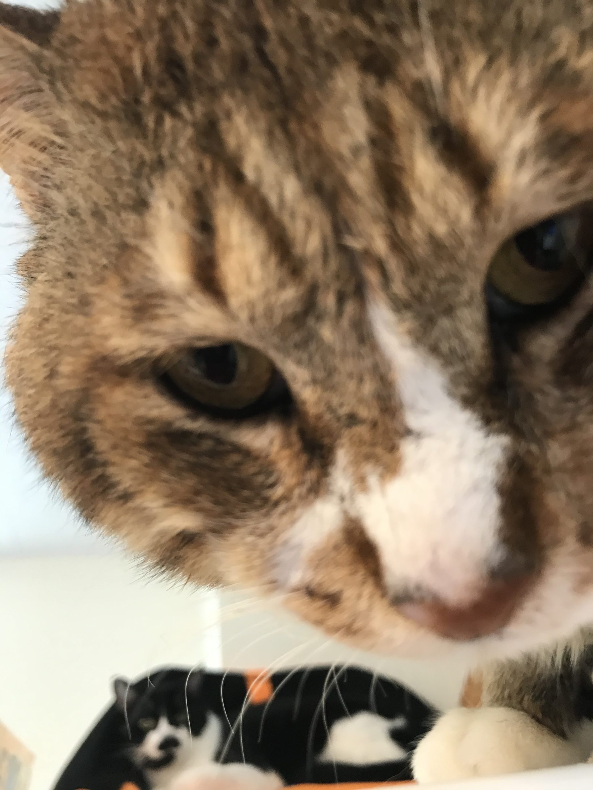 和風猫本舗お世話部隊報告🐱