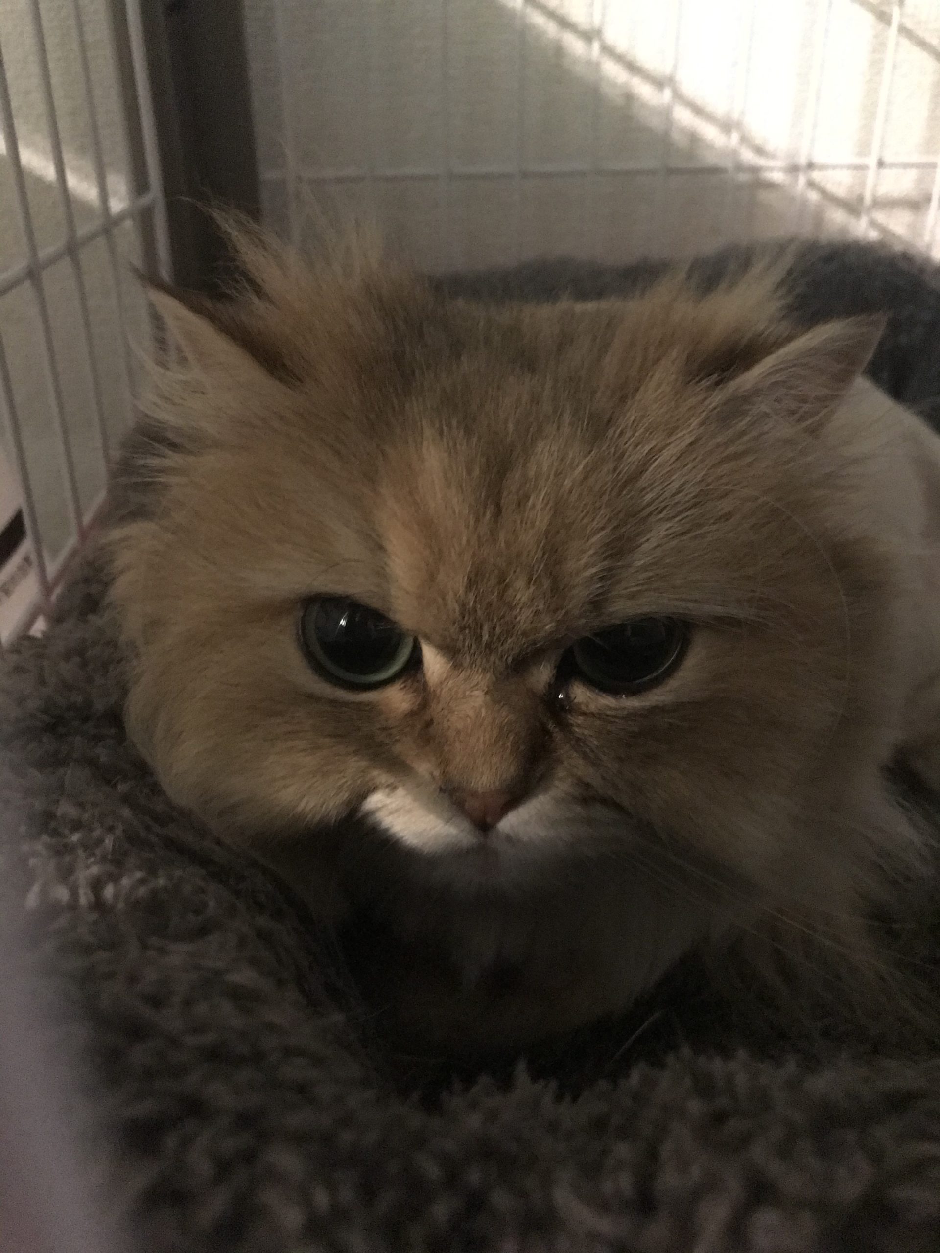 和風猫本舗お世話部隊🐱報告