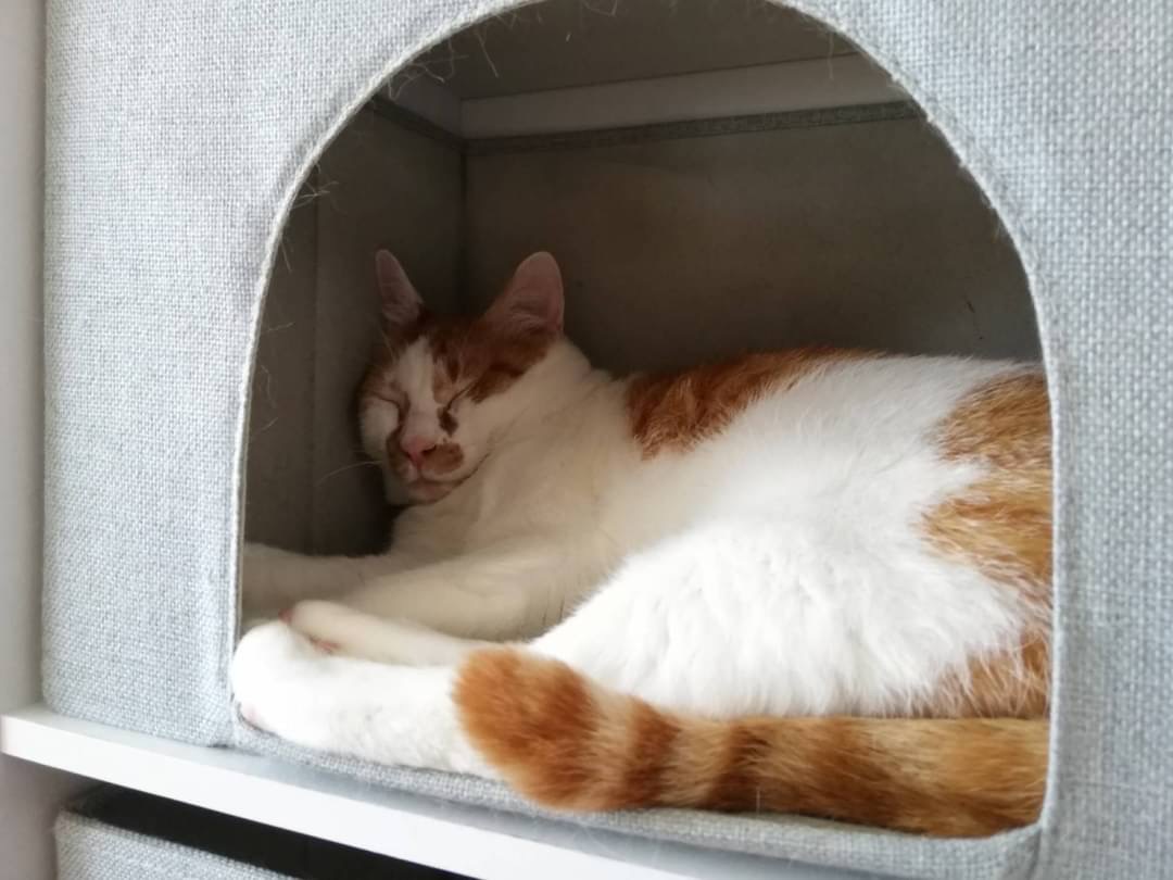 和風猫本舗お世話部隊🐱報告