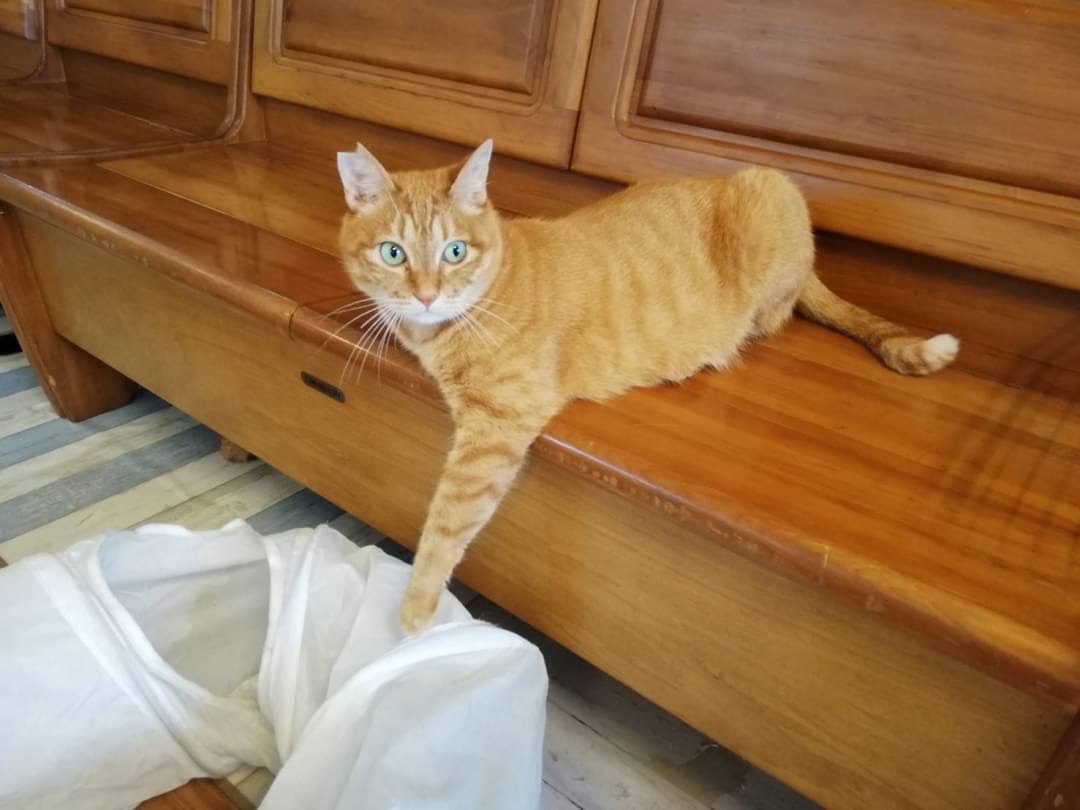和風猫本舗お世話部隊報告🐱