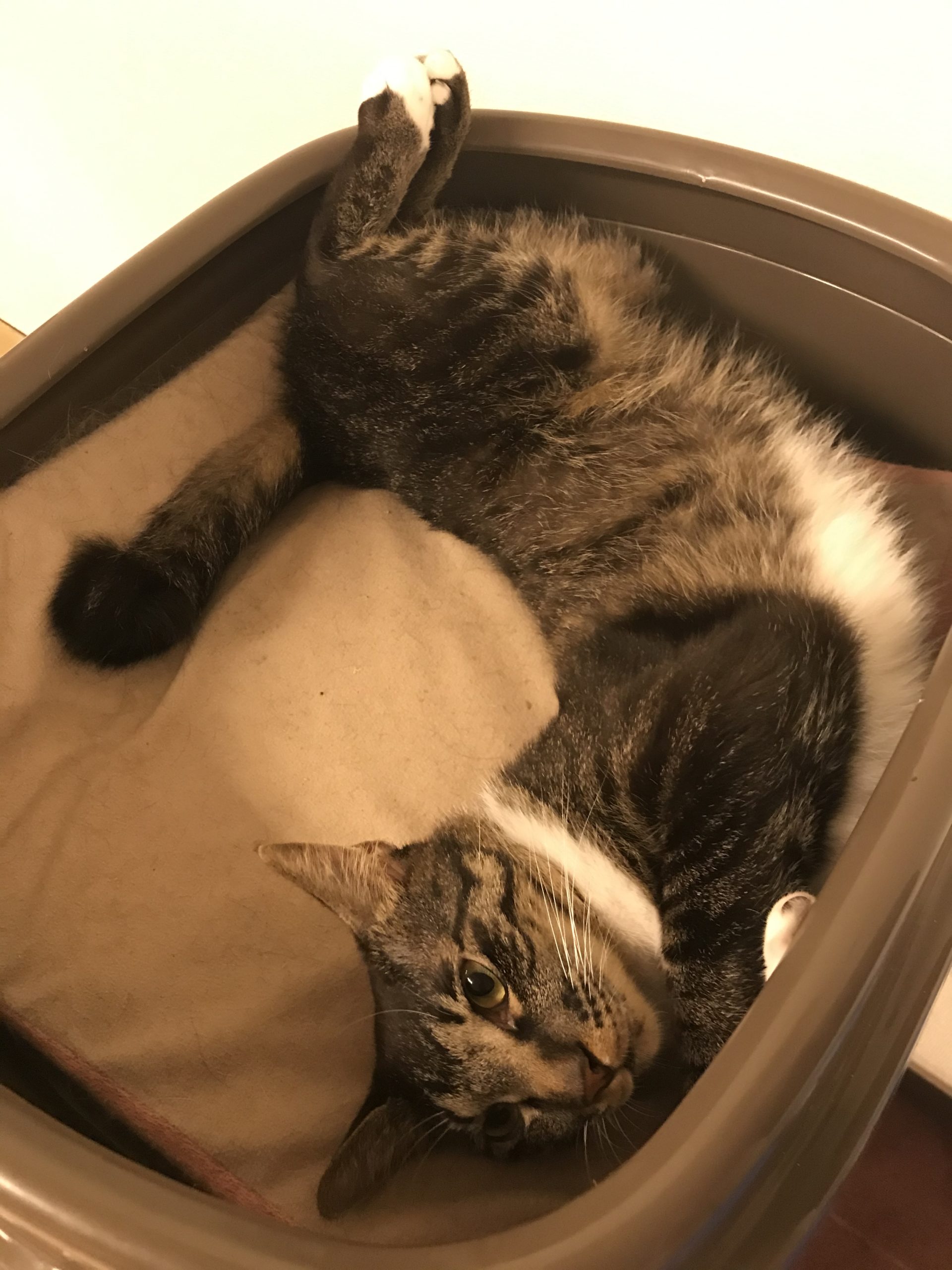 和風猫本舗お世話部隊報告🐱