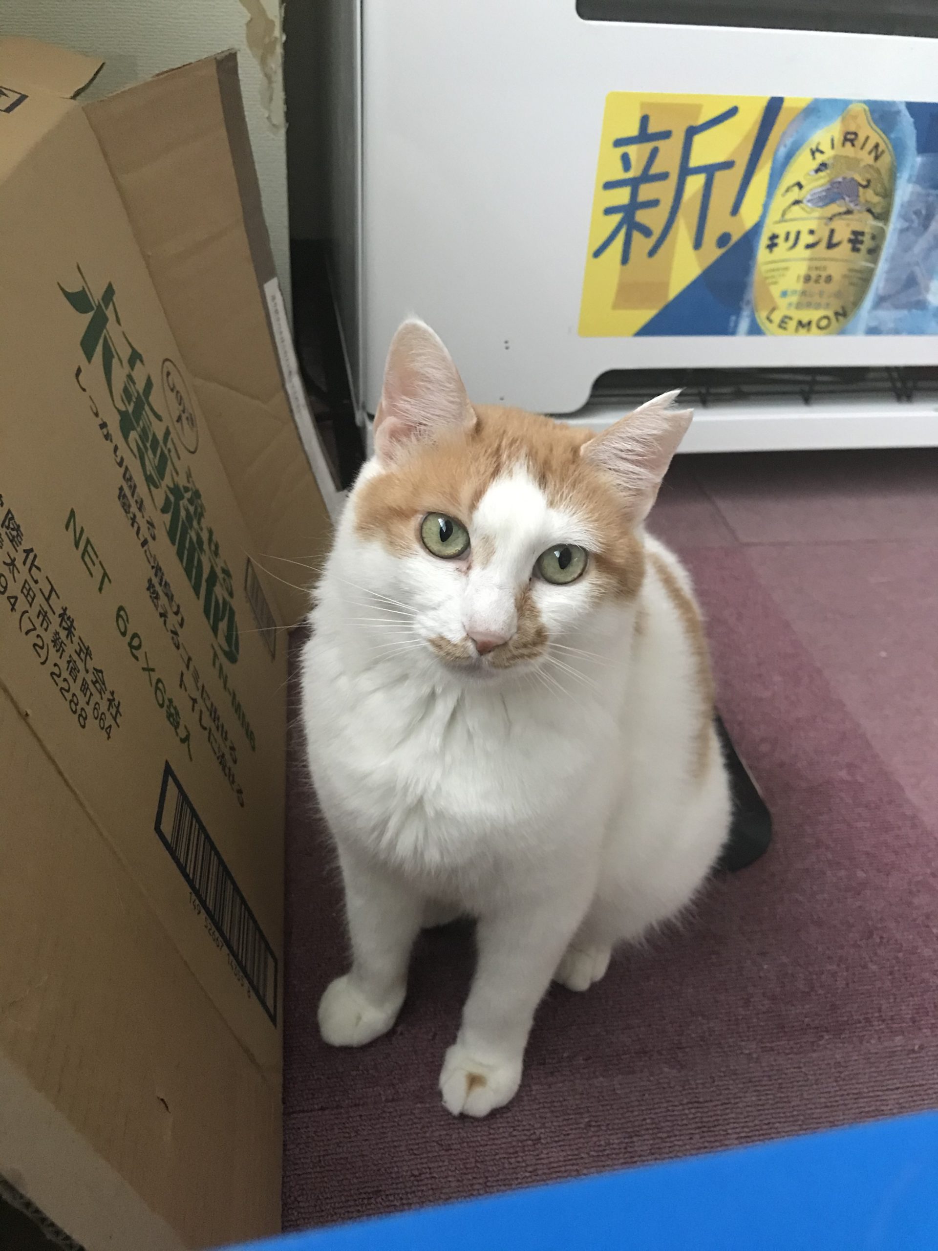 和風猫本舗お世話部隊報告🐱