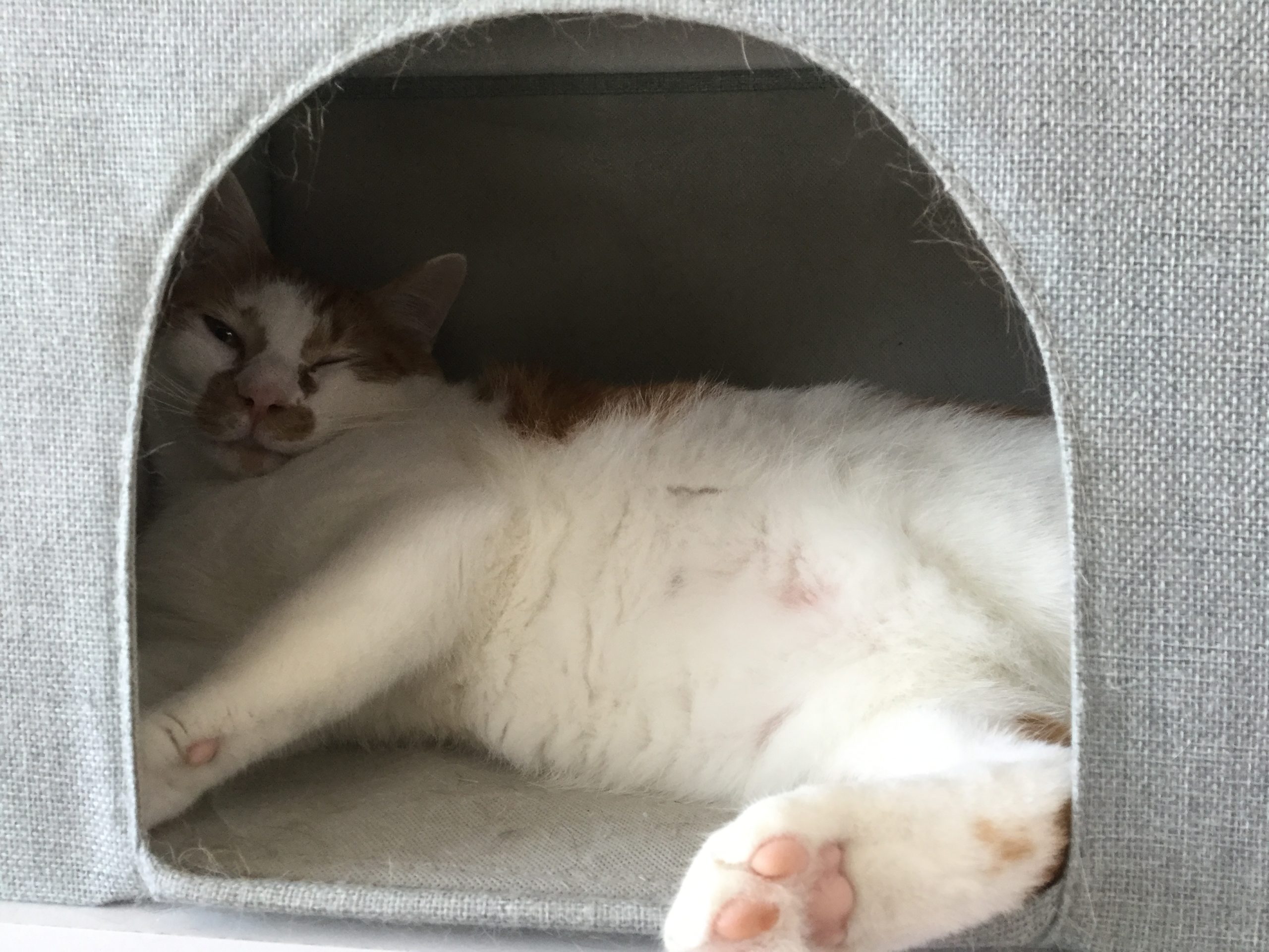 和風猫本舗お世話部隊報告🐱