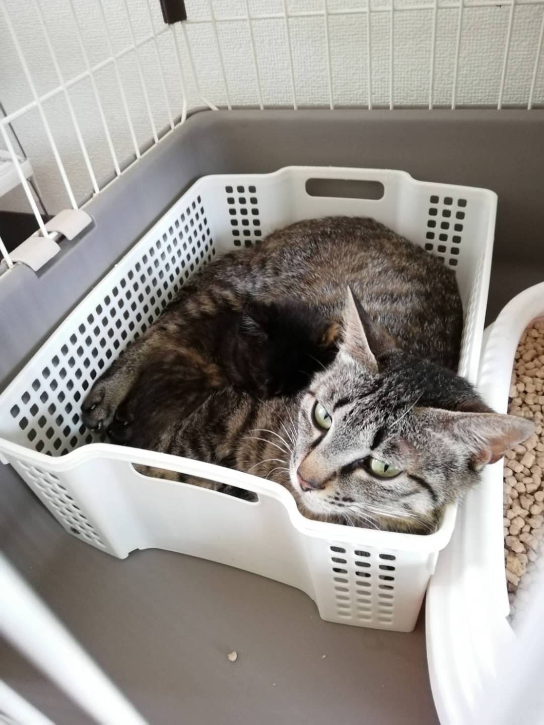 和風猫本舗お世話部隊報告🐱