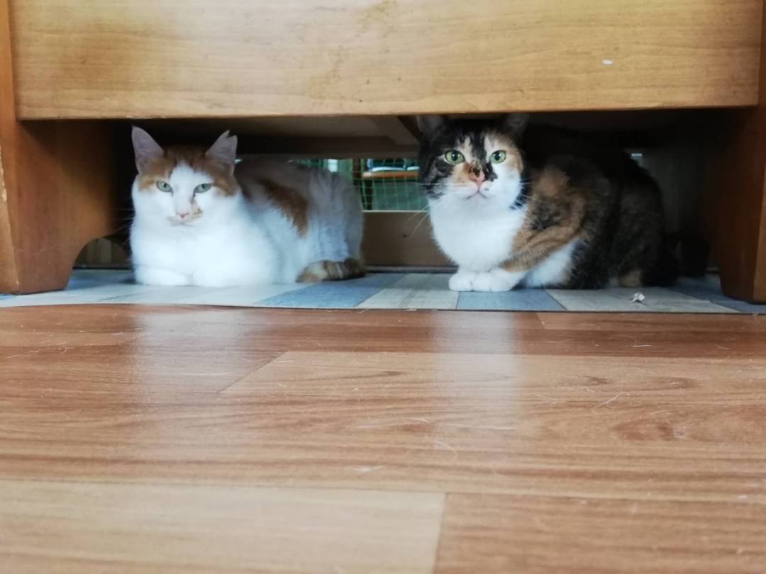 和風猫本舗お世話部隊報告🐱