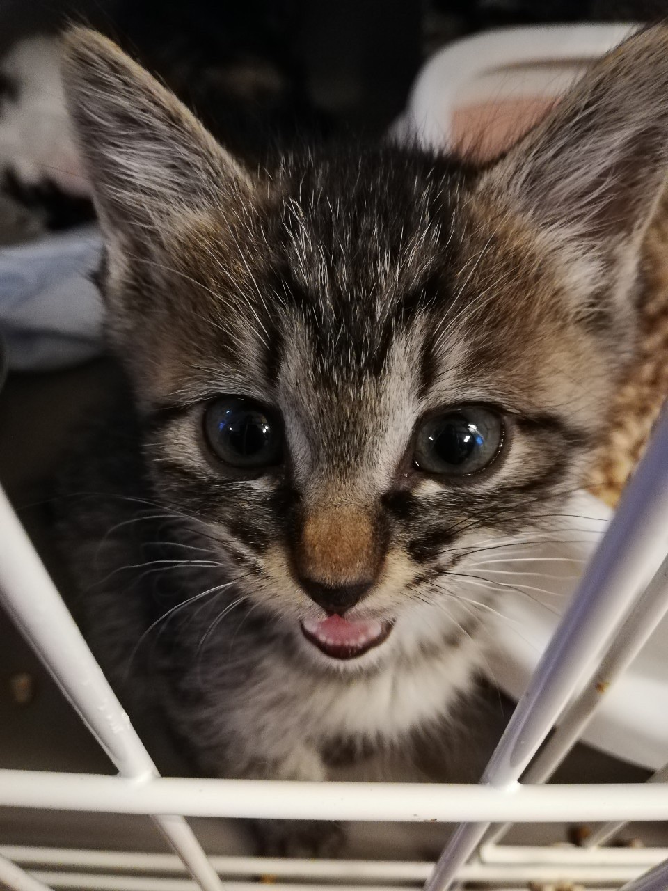 和風猫本舗お世話部隊報告🐱