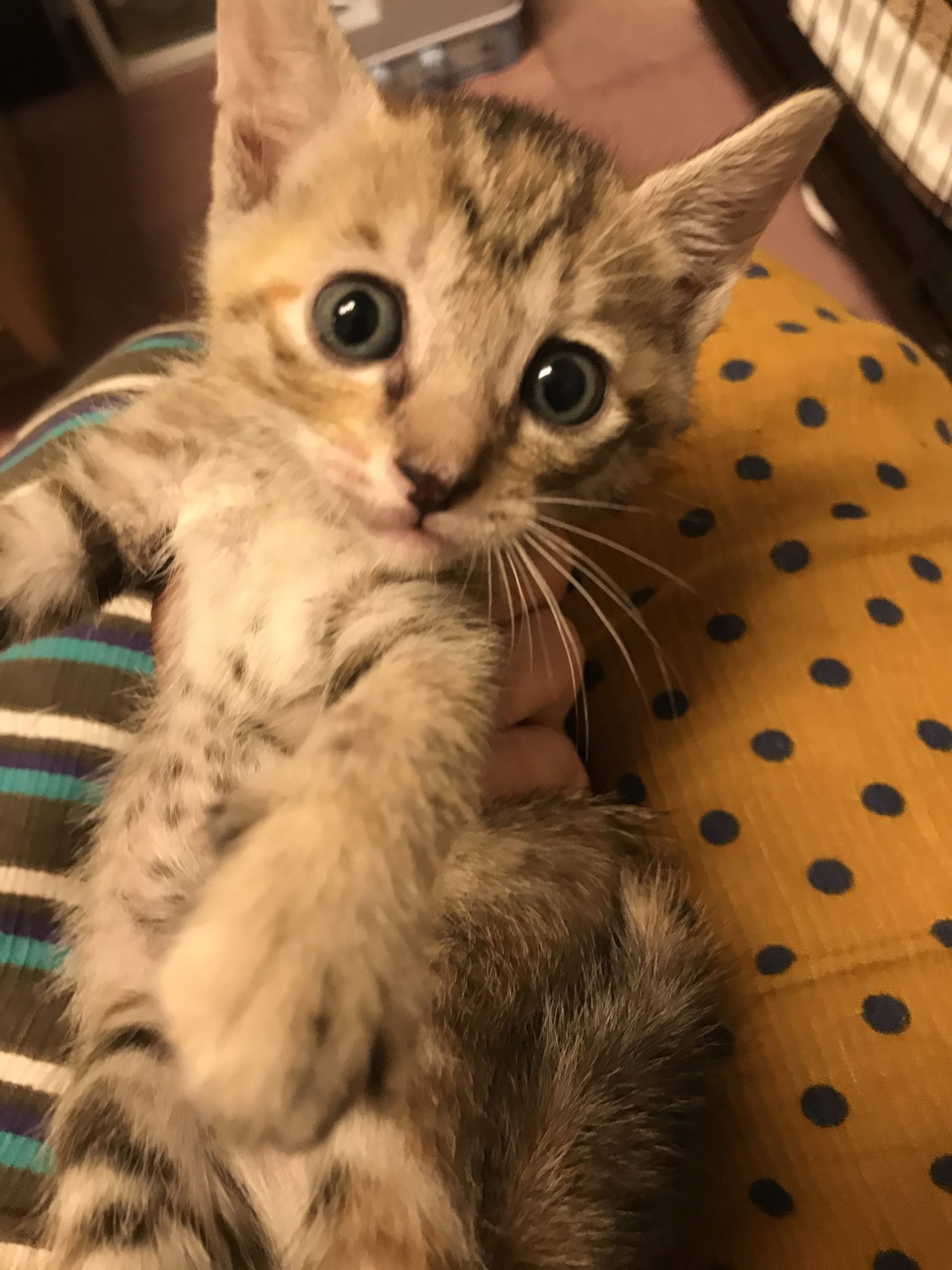 和風猫本舗お世話部隊報告🐱