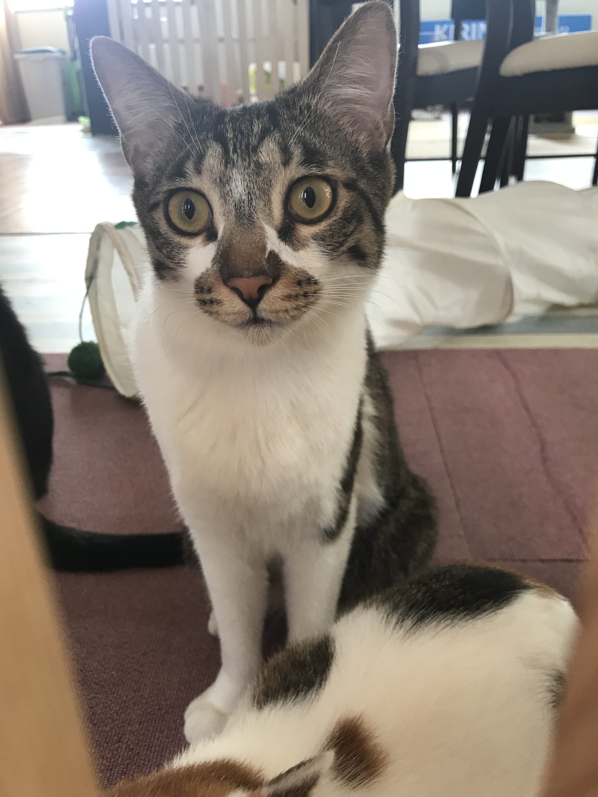 和風猫本舗お世話部隊報告🐱