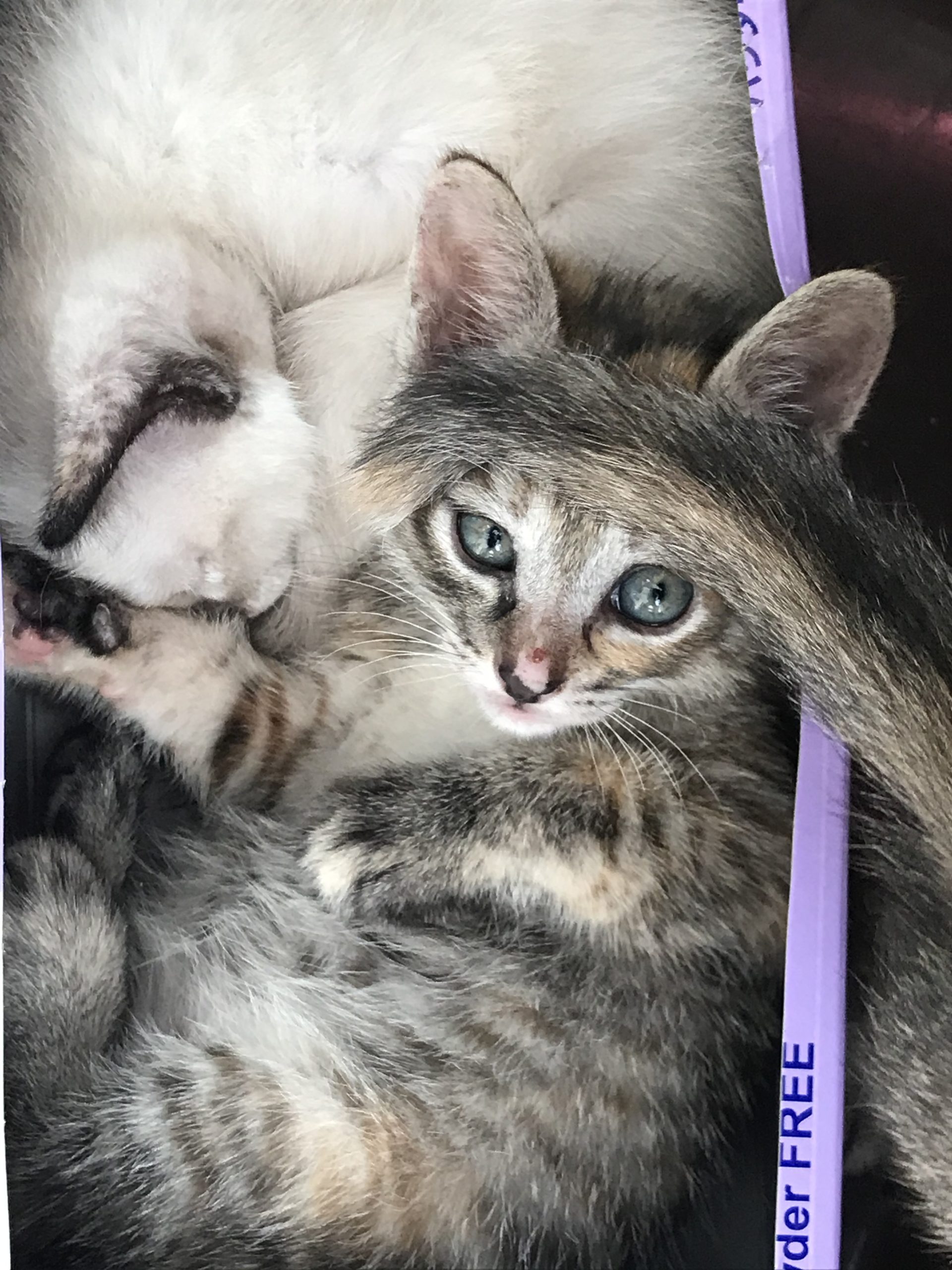 和風猫本舗お世話部隊報告🐱