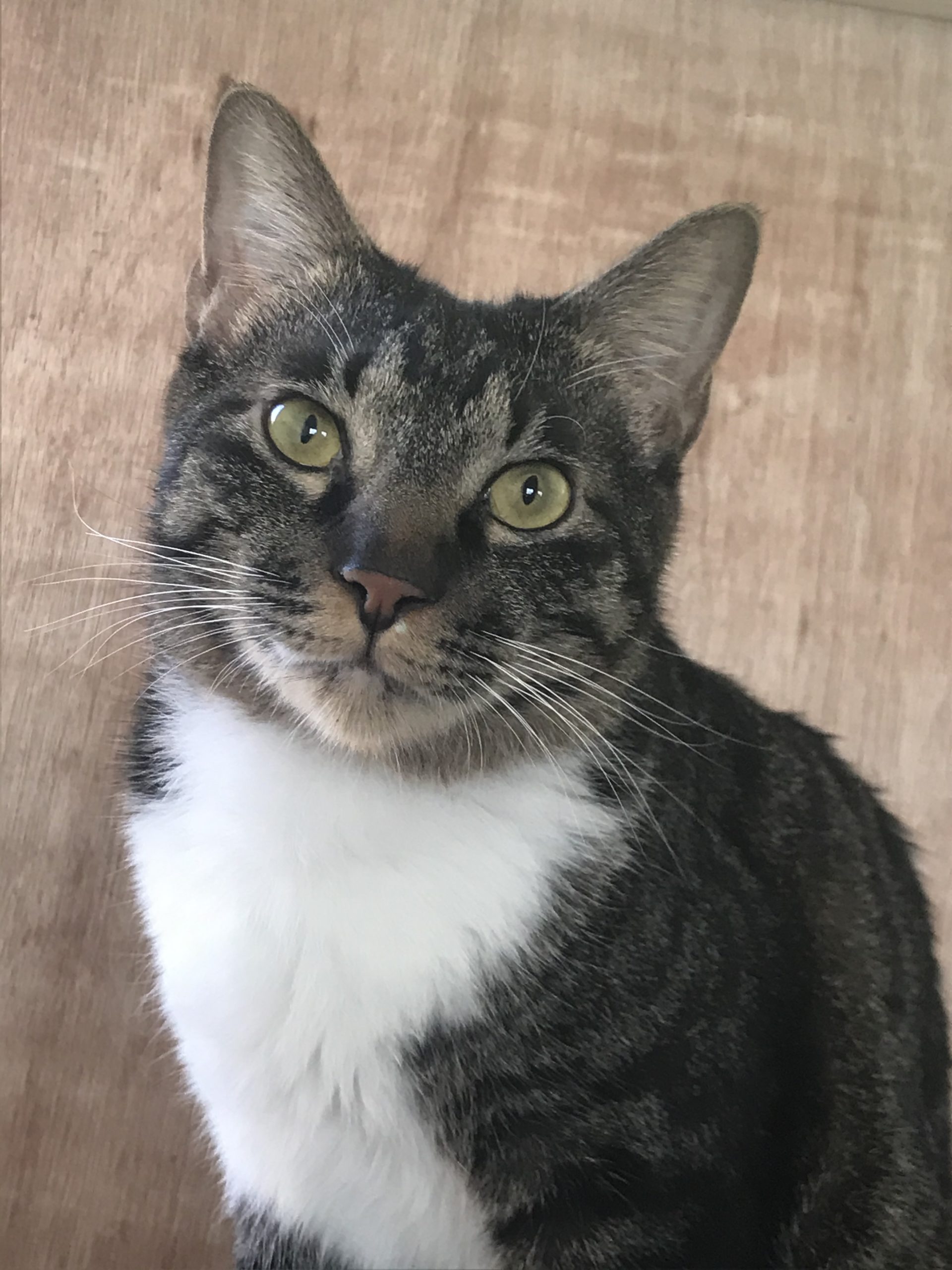 和風猫本舗お世話部隊報告🐱