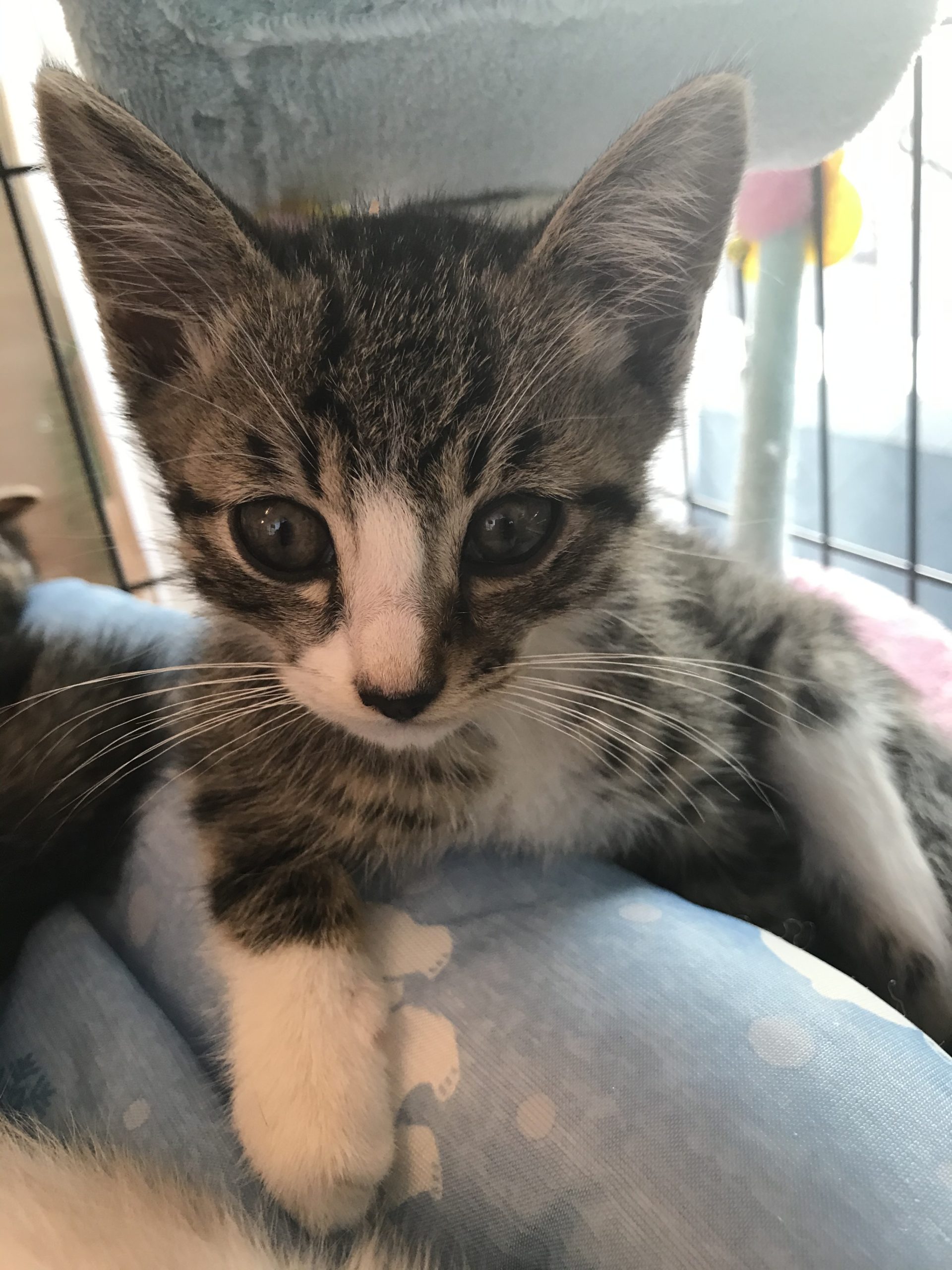 和風猫本舗お世話部隊報告🐱