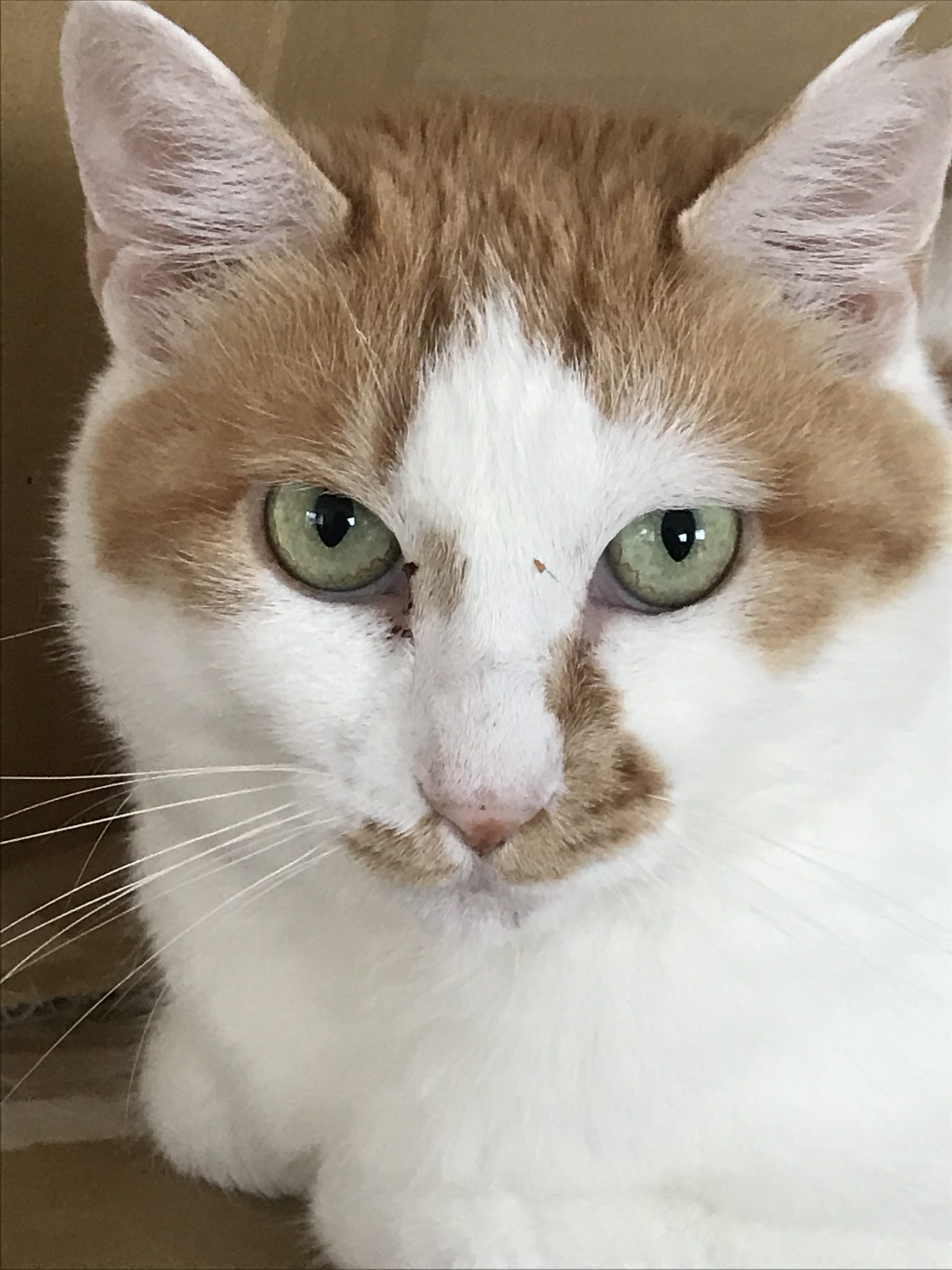 和風猫本舗お世話報告部隊🐱
