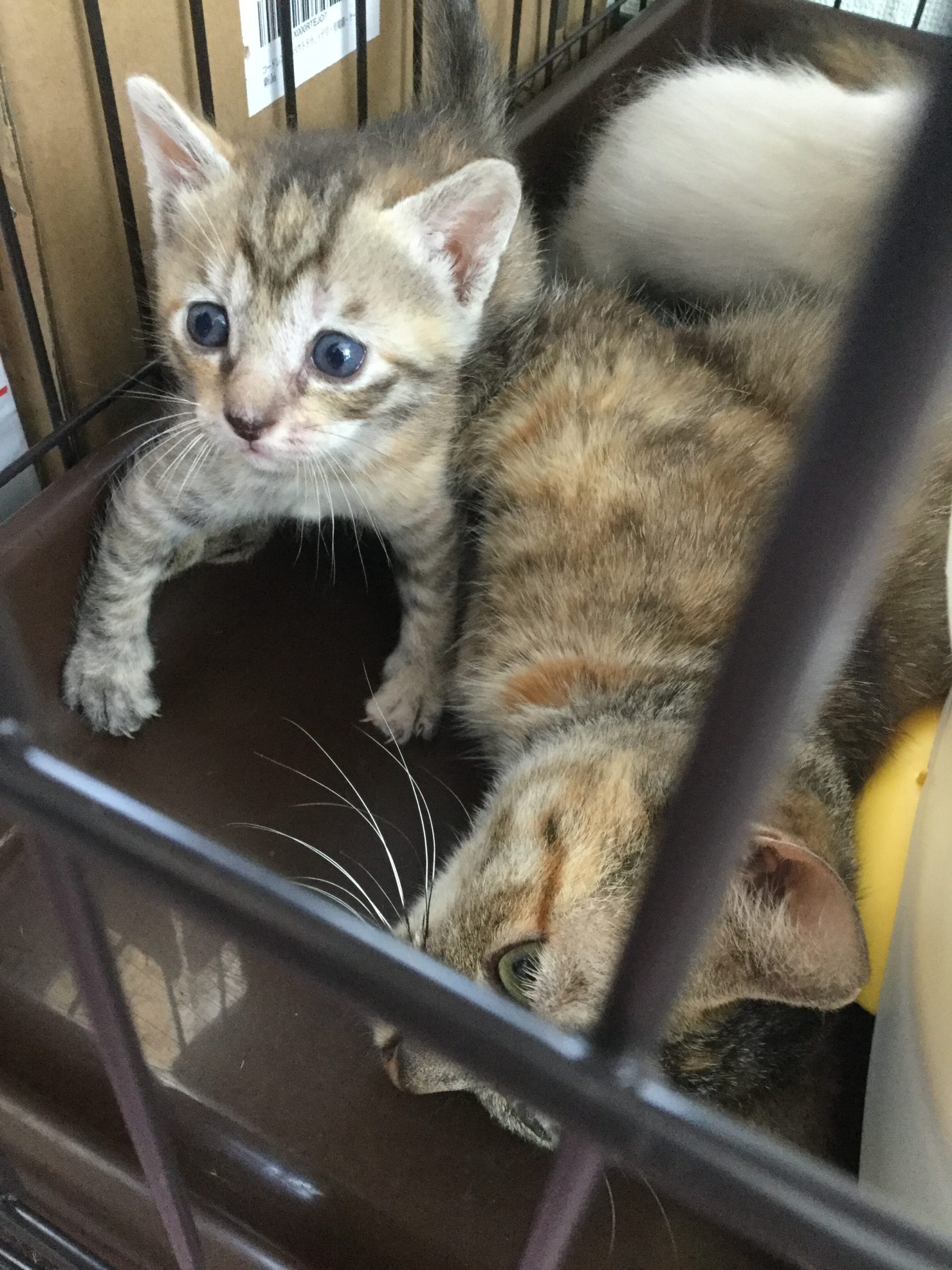 和風猫本舗お世話報告部隊🐱