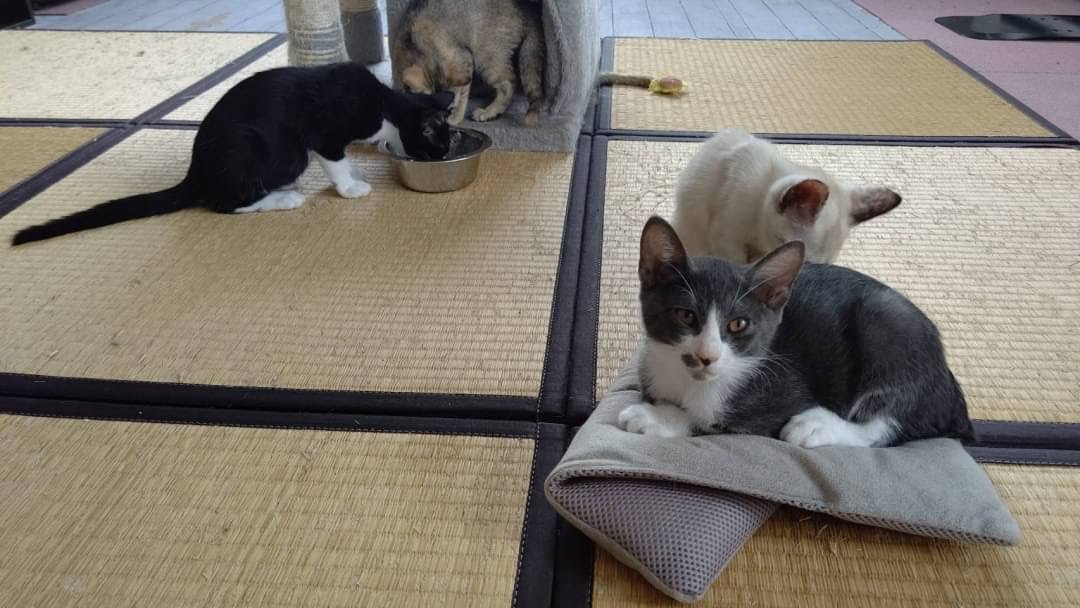 和風猫本舗お世話報告部隊🐱