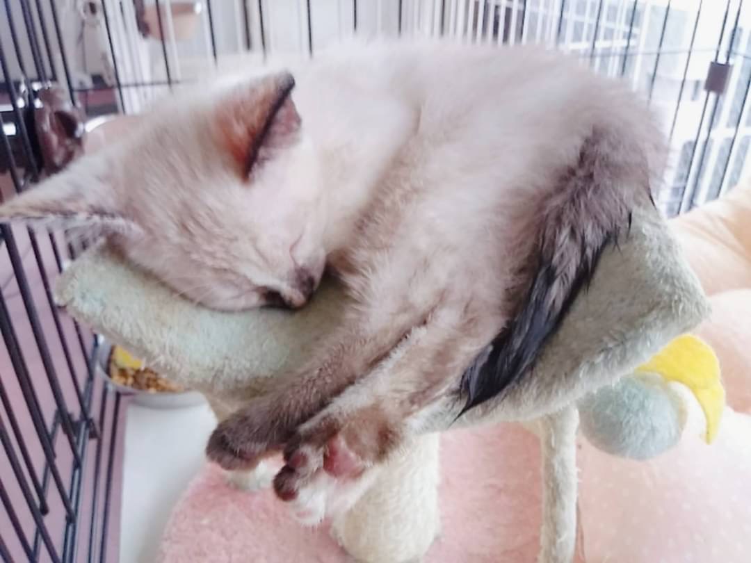 和風猫本舗お世話報告部隊🐱