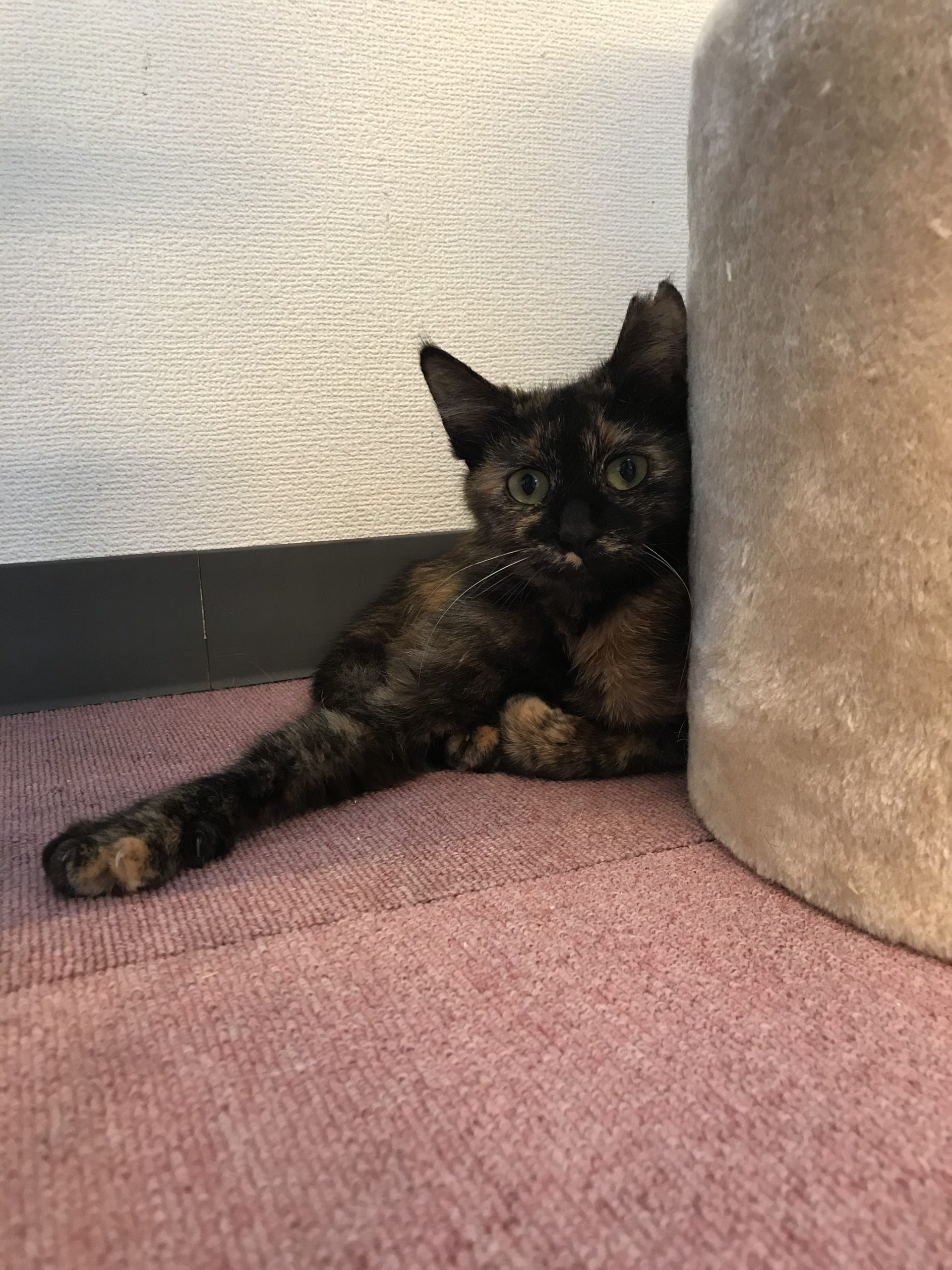 和風猫本舗お世話部隊報告🐱