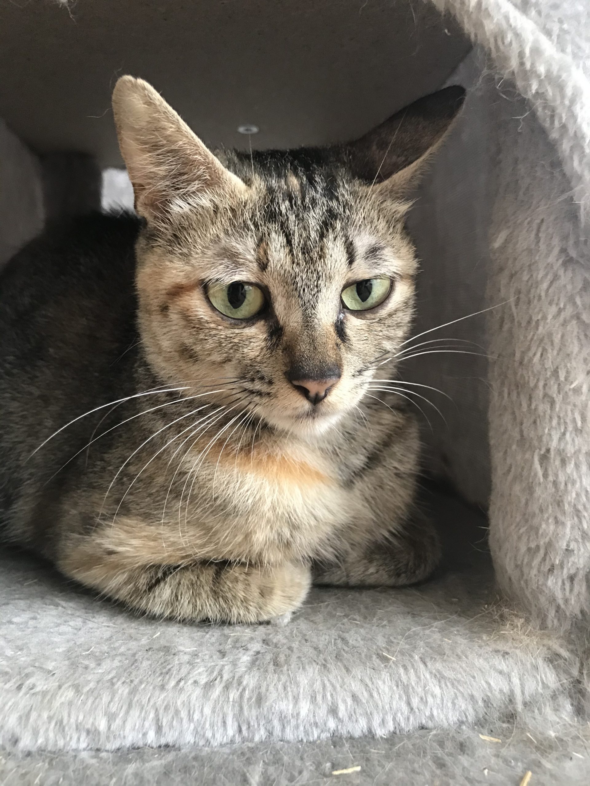 和風猫本舗お世話報告部隊🐱