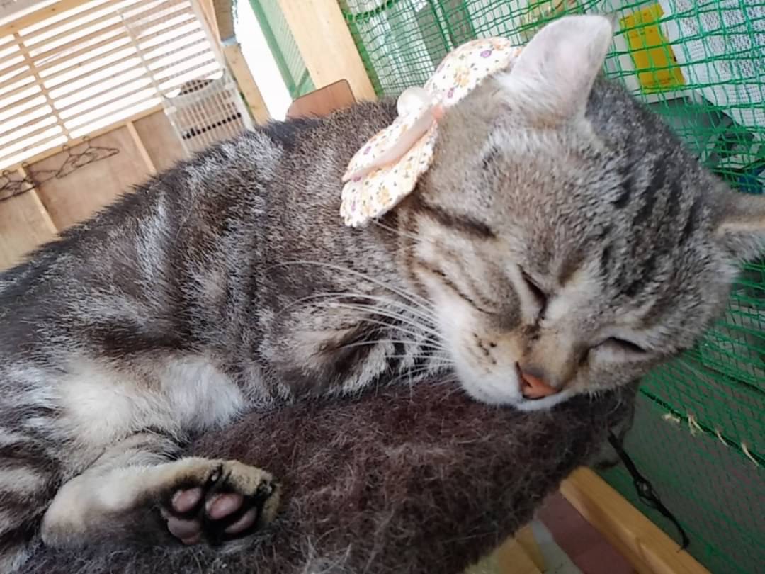 和風猫本舗お世話報告部隊🐱