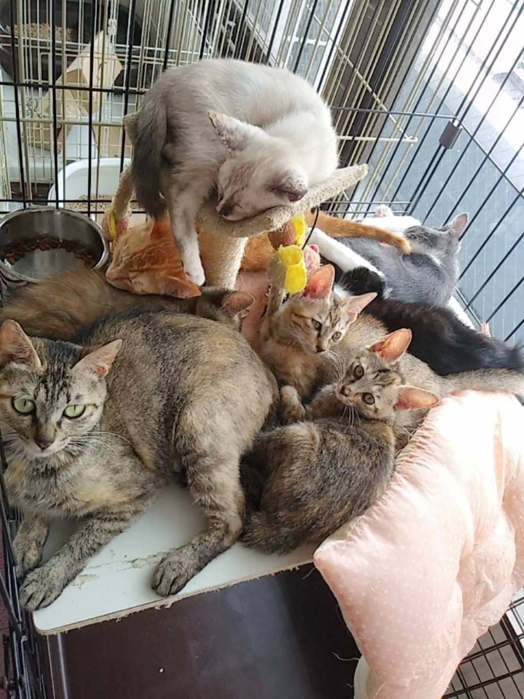 和風猫本舗お世話報告部隊🐱