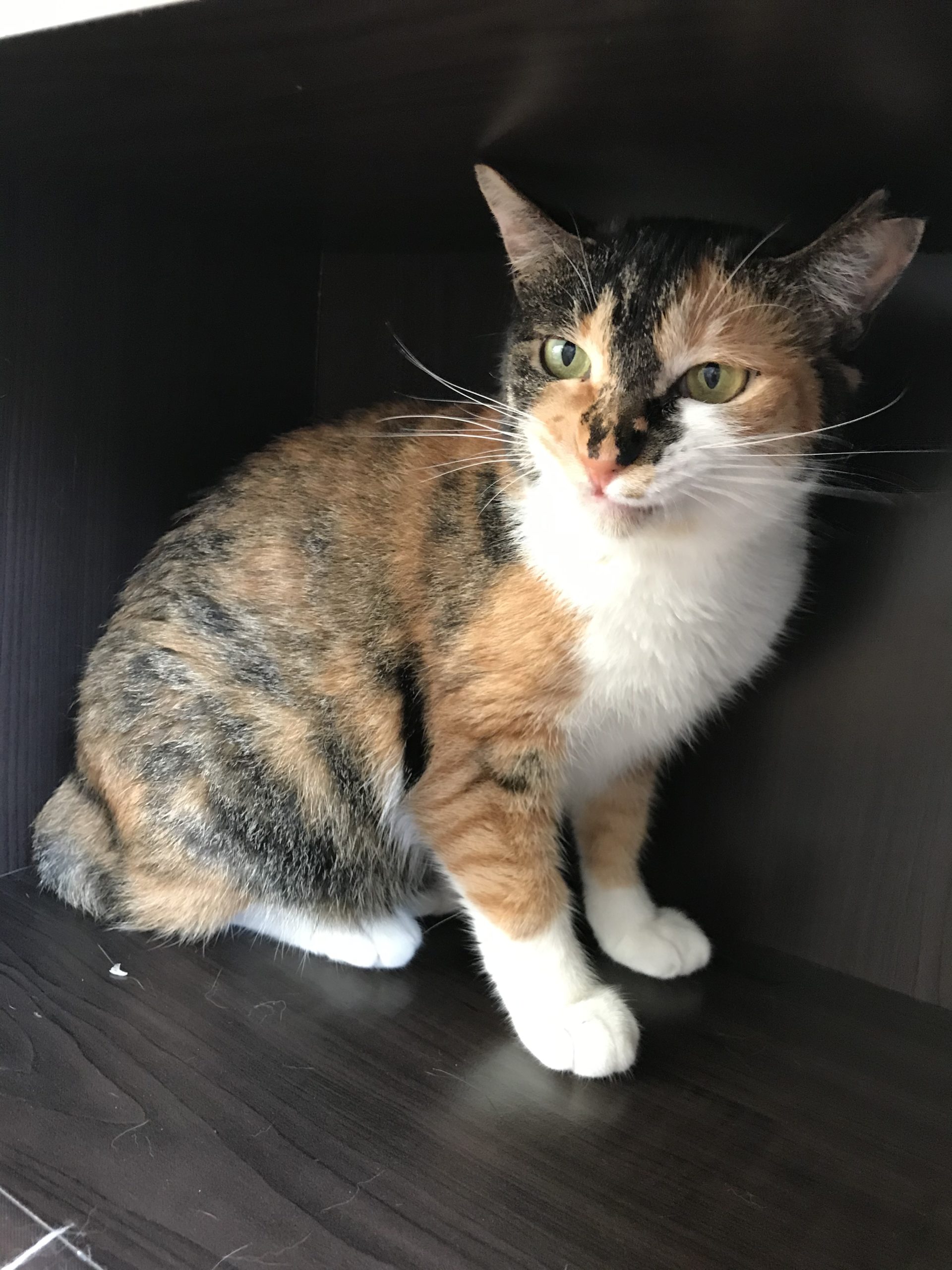 和風猫本舗お世話報告部隊🐱