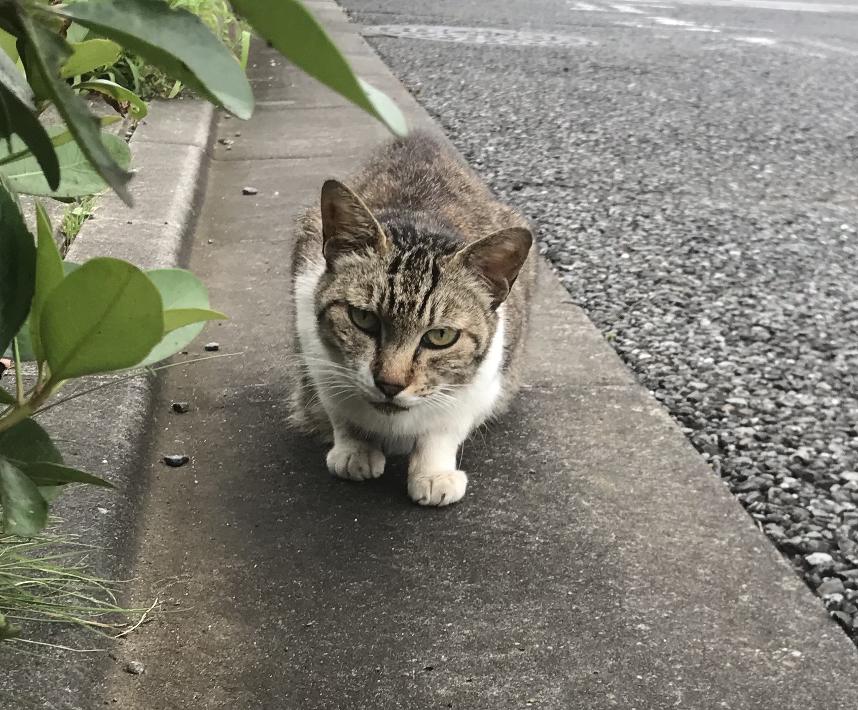 【TNR】報告
