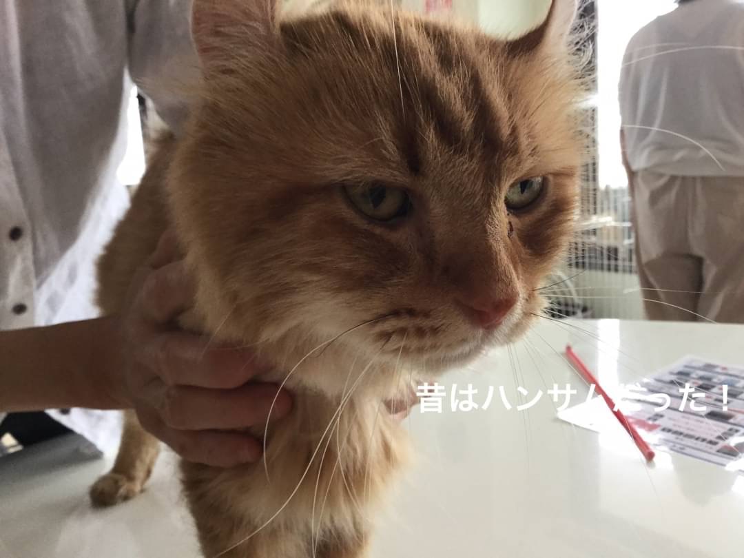 【新入有】和風猫本舗お世話報告部隊🐱