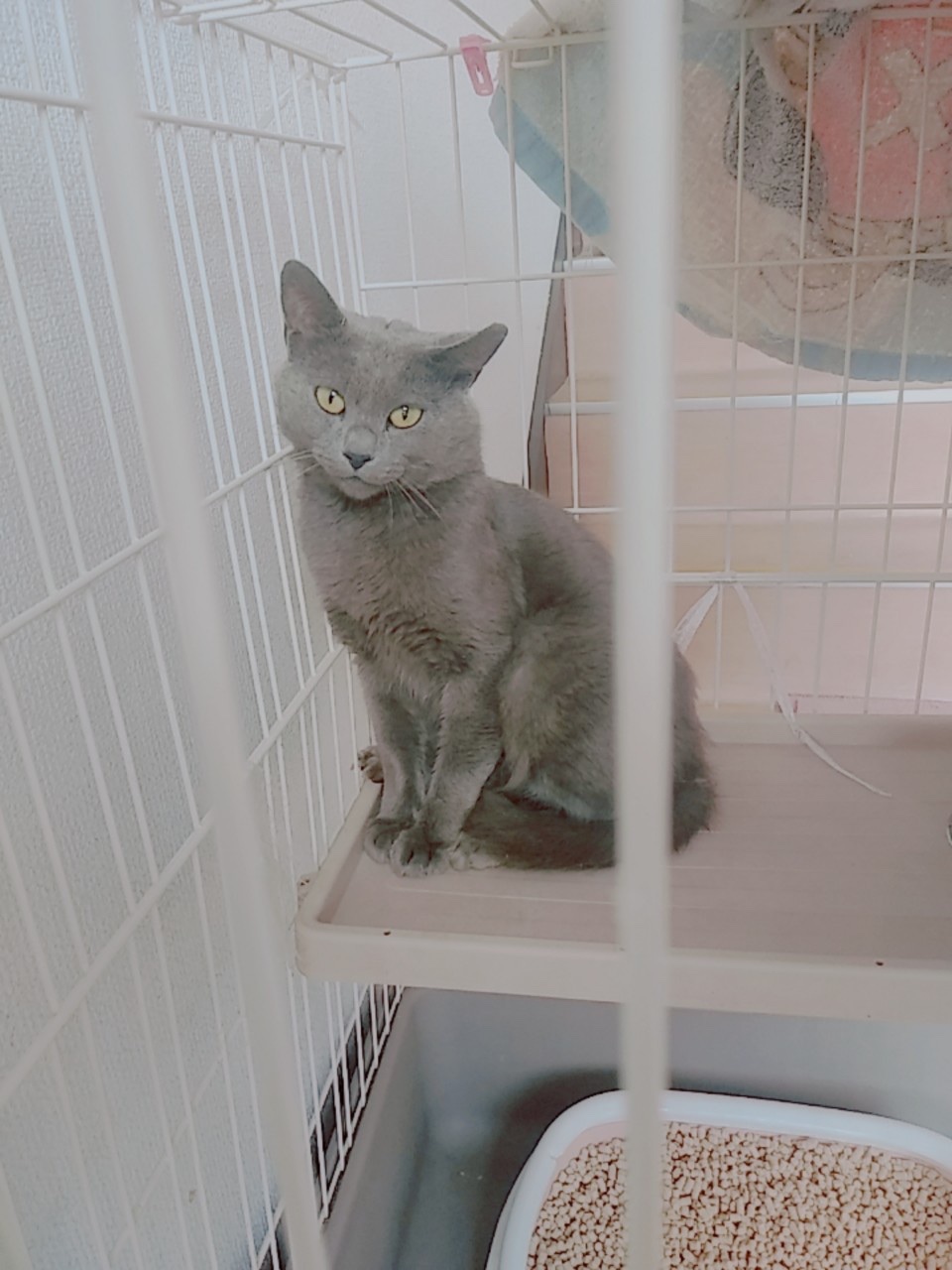 画像多め和風猫本舗お世話報告部隊🐱