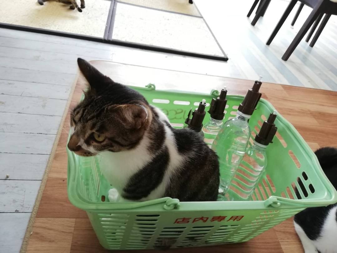 和風猫本舗お世話報告部隊🐱