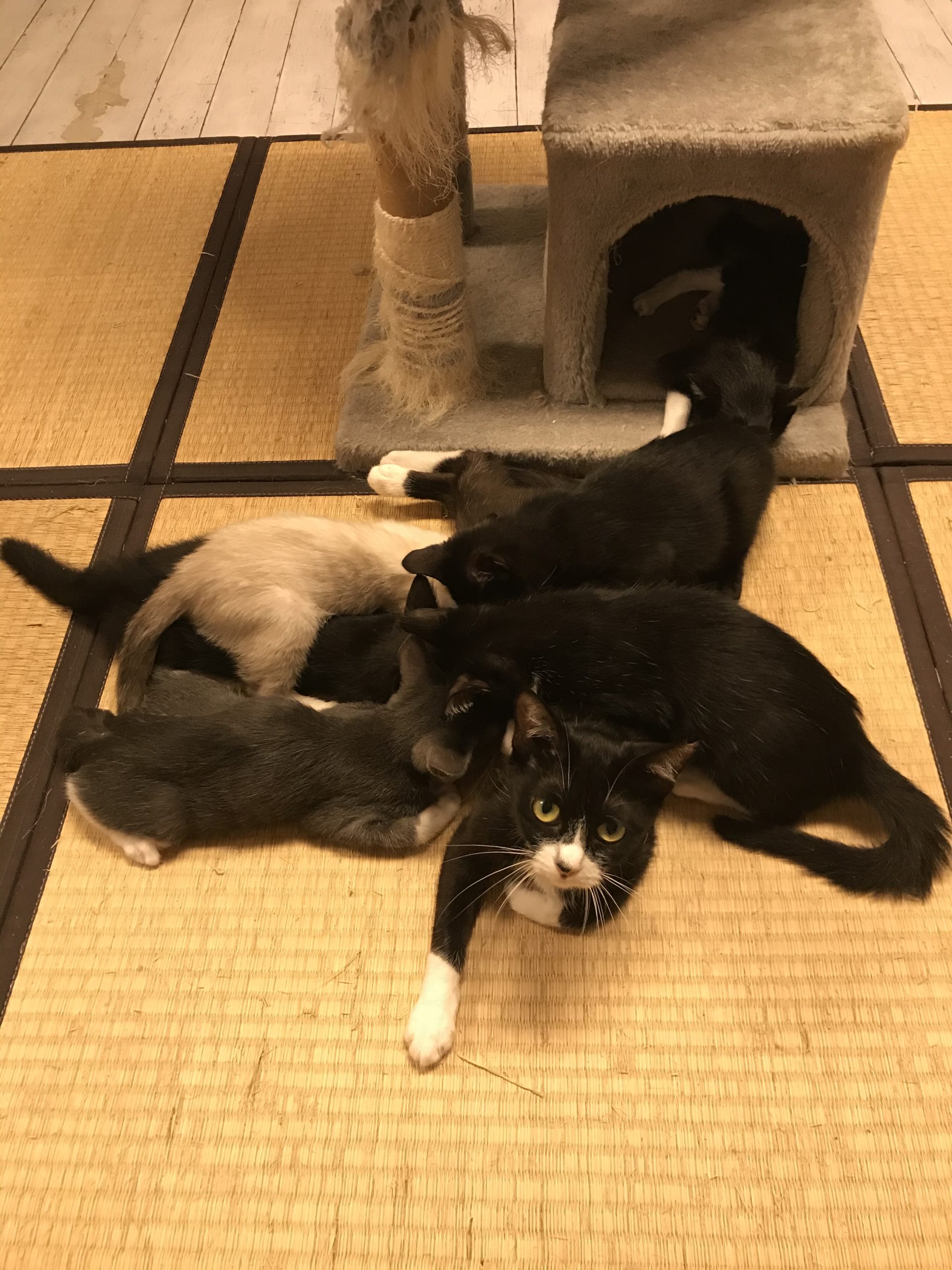 和風猫本舗お世話報告部隊🐱