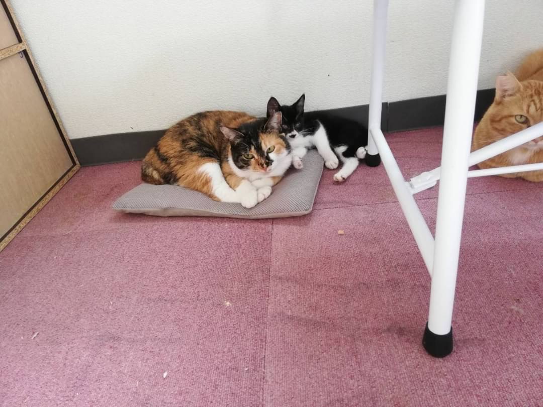【画像多め】和風猫本舗お世話報告部隊🐱