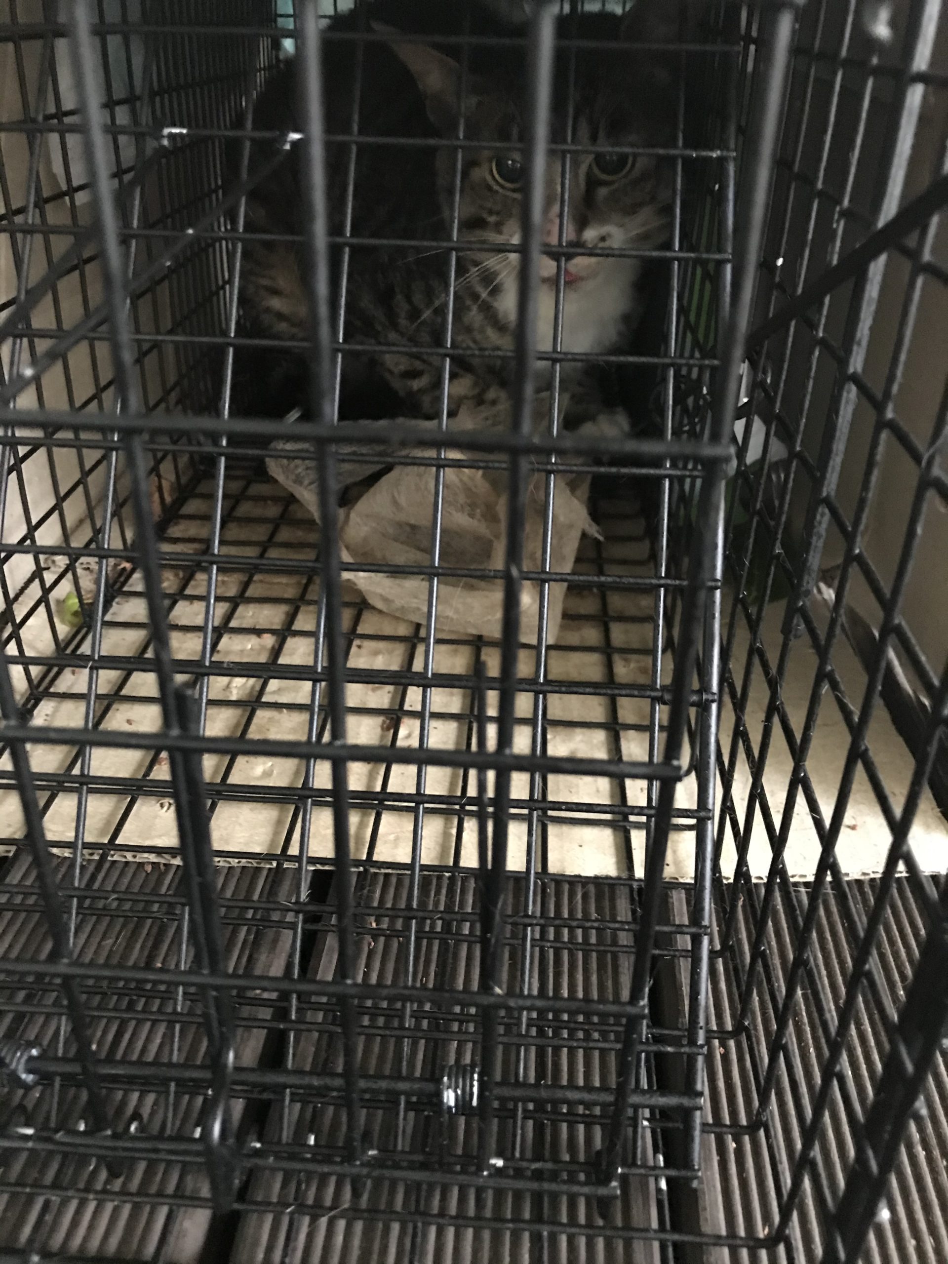 和風猫本舗お世話部隊報告🐱