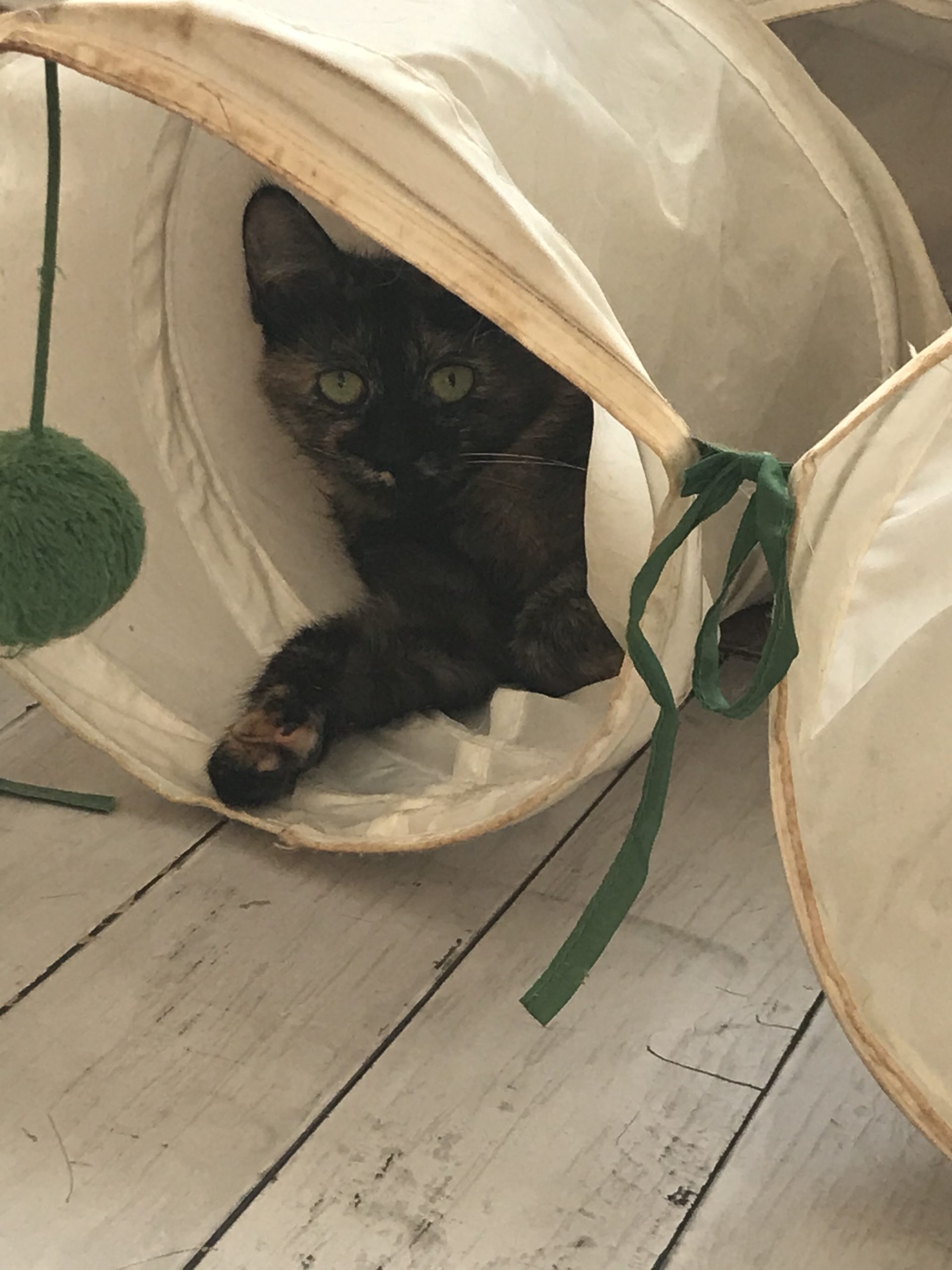 和風猫本舗お世話部隊報告🐱