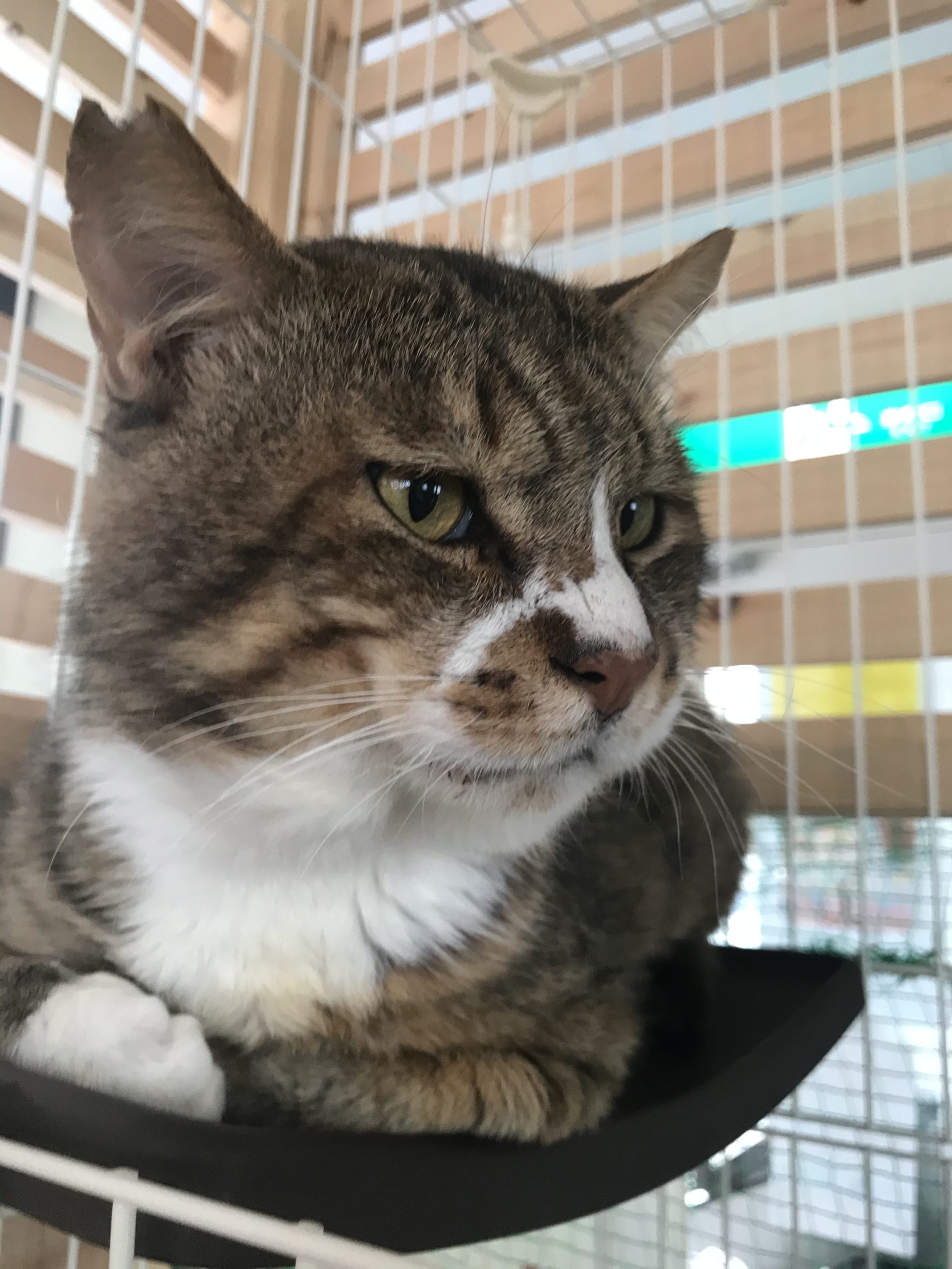 和風猫本舗お世話報告部隊🐱