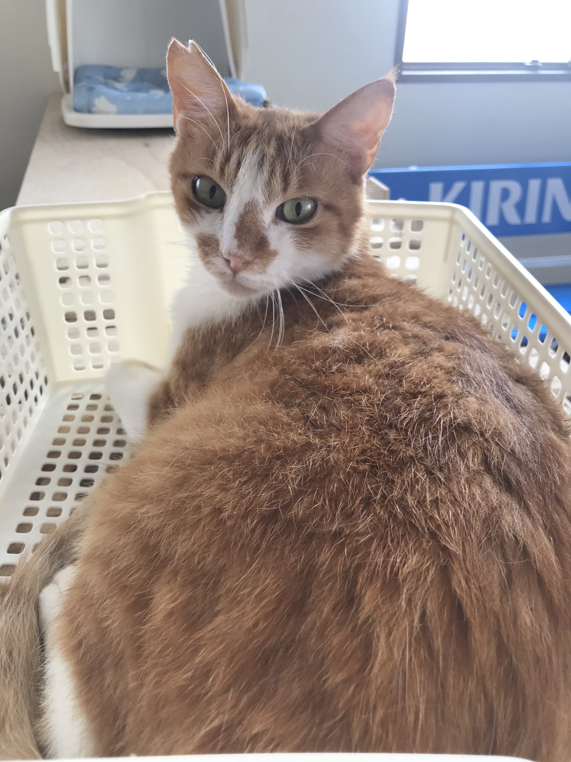 和風猫本舗お世話部隊報告🐱