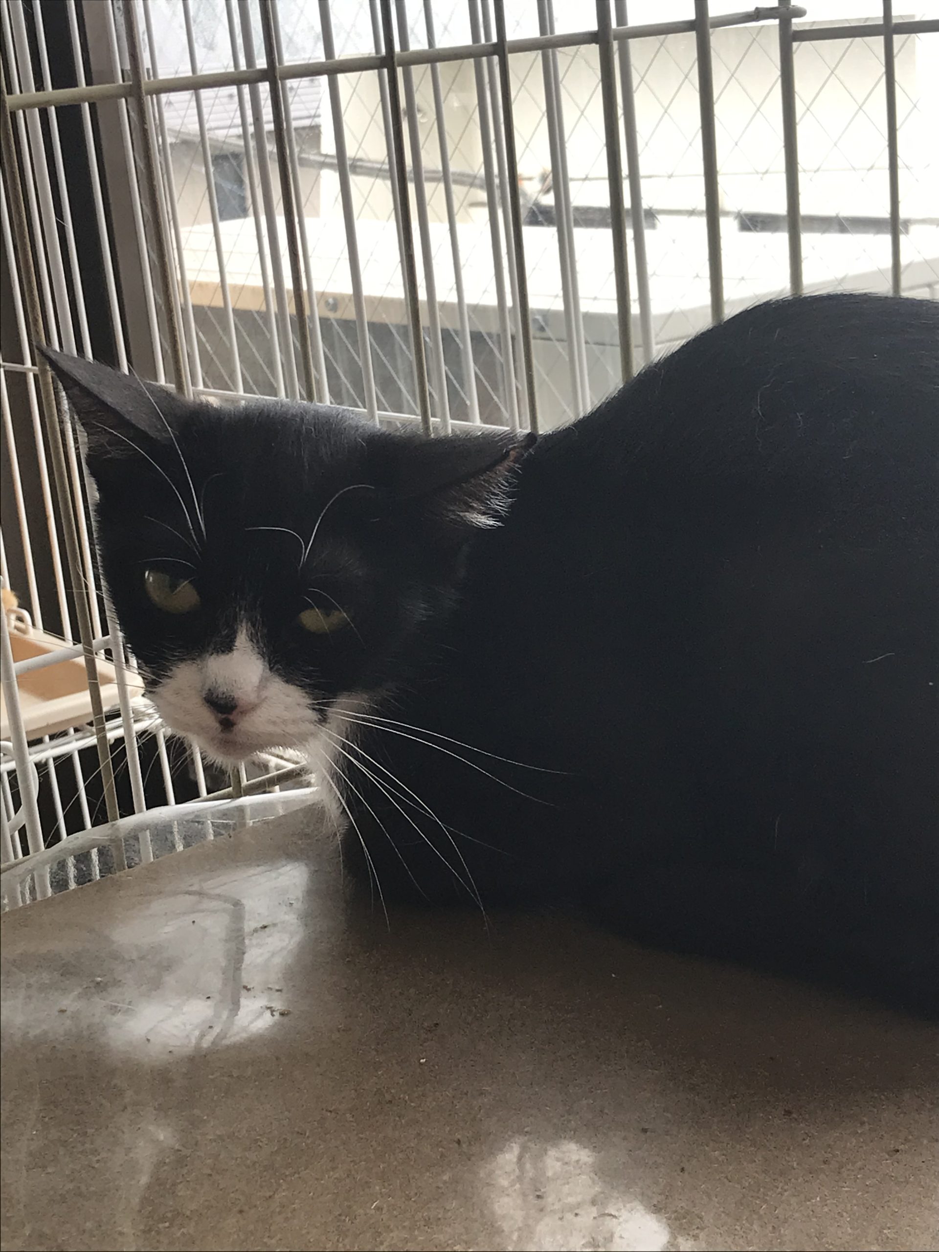 動画付き和風猫本舗お世話部隊報告🐱