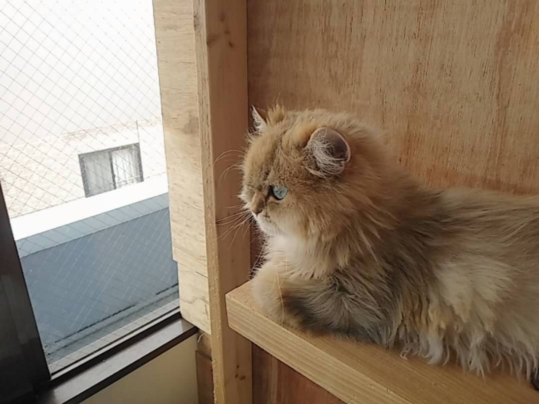 和風猫本舗お世話報告部隊🐱