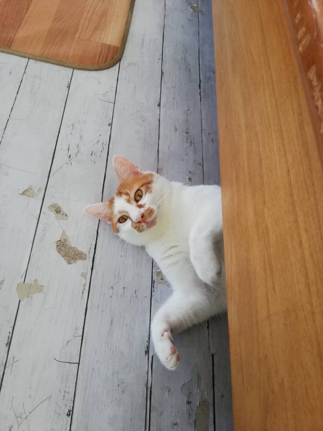 【画像多】和風猫本舗お世話報告部隊🐱