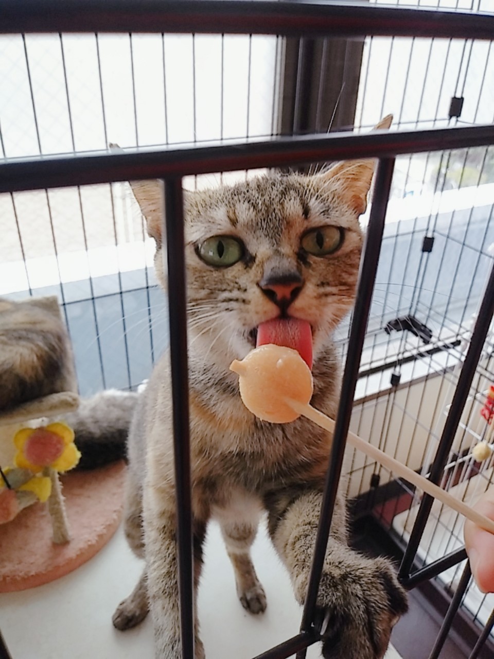 【一挙公開】里親様募集中の猫達🐈【画像集】