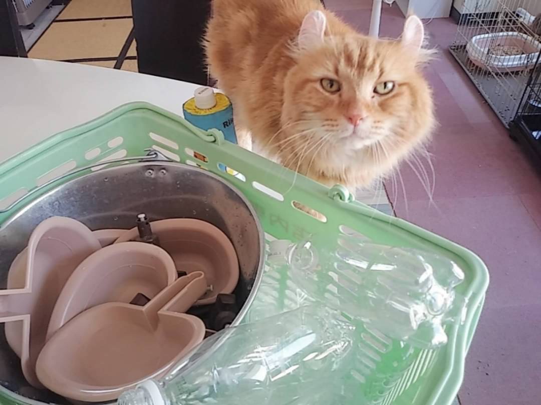 和風猫本舗お世話報告部隊🐱
